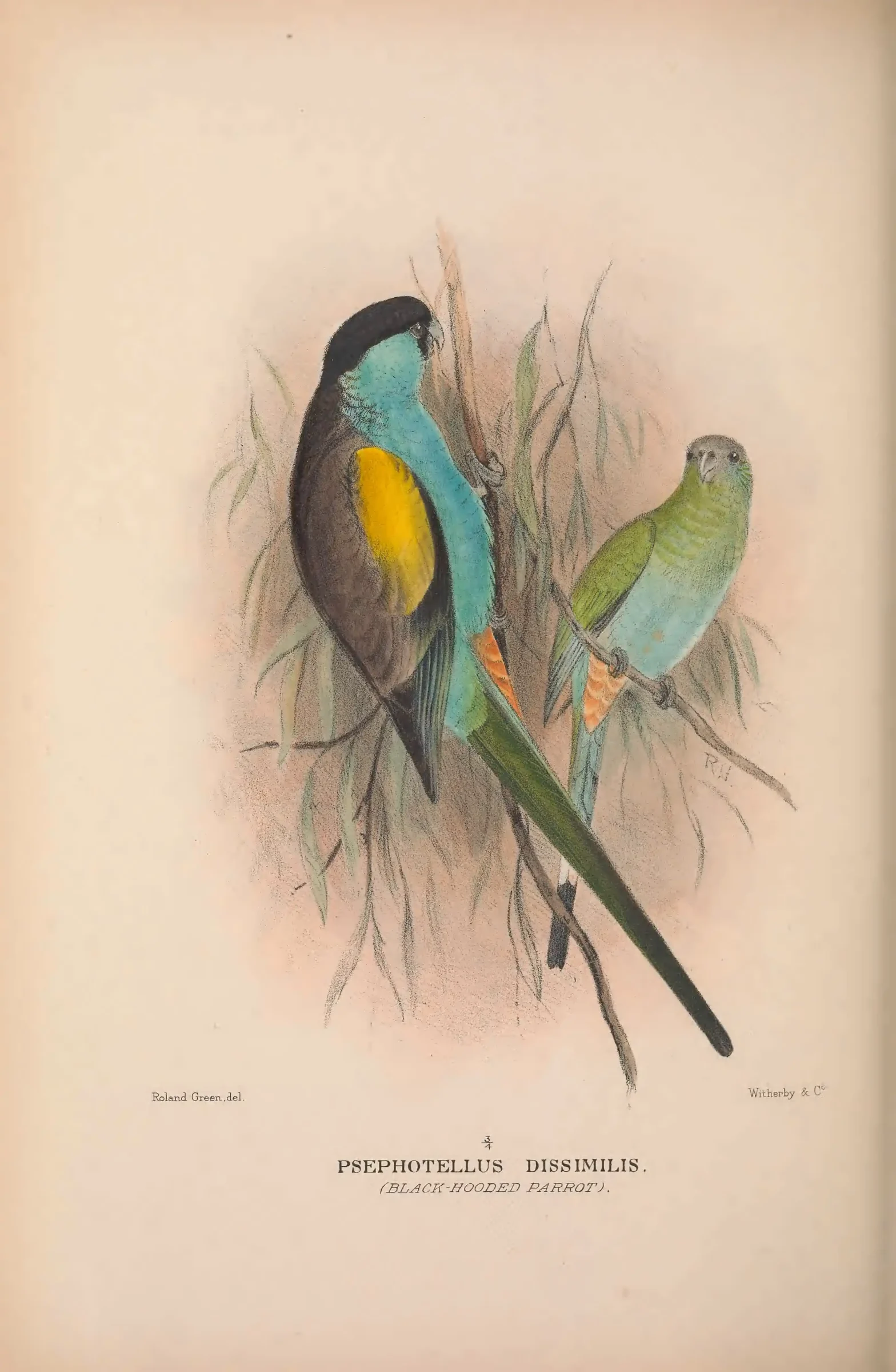 Historical bird plate: Hooded Parrot