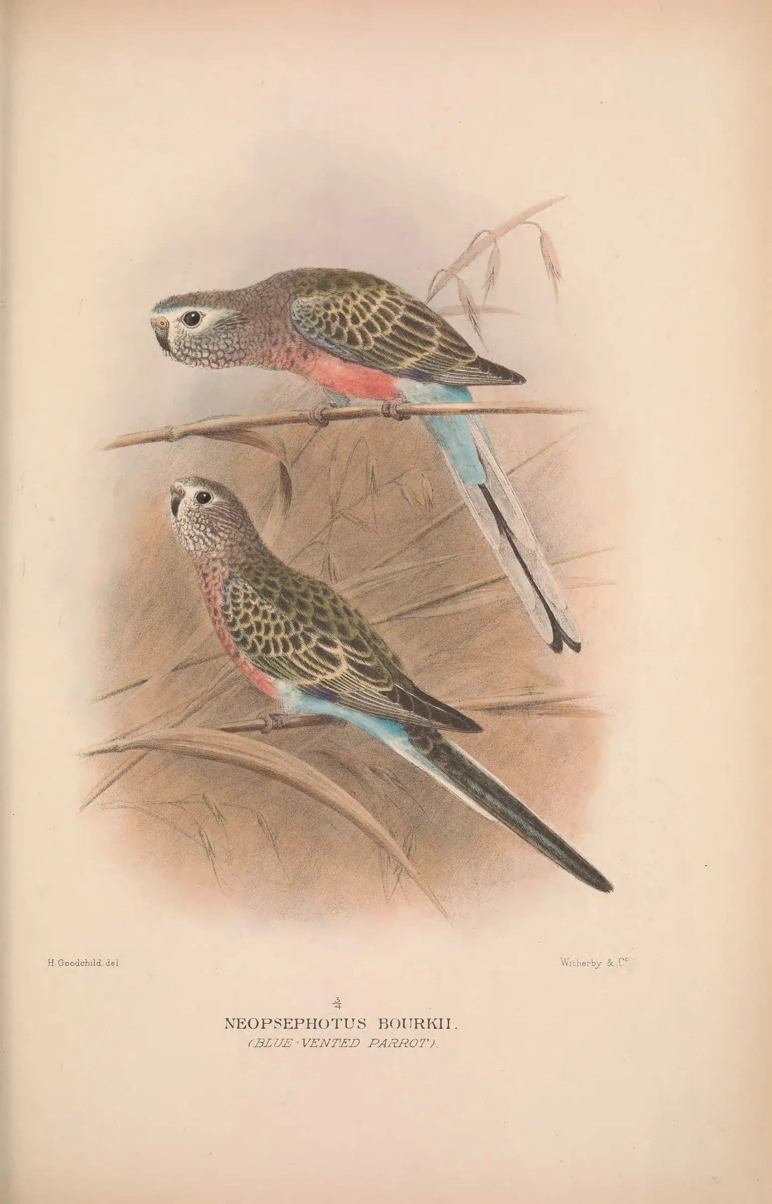 Historical bird plate: Bourke's Parrot