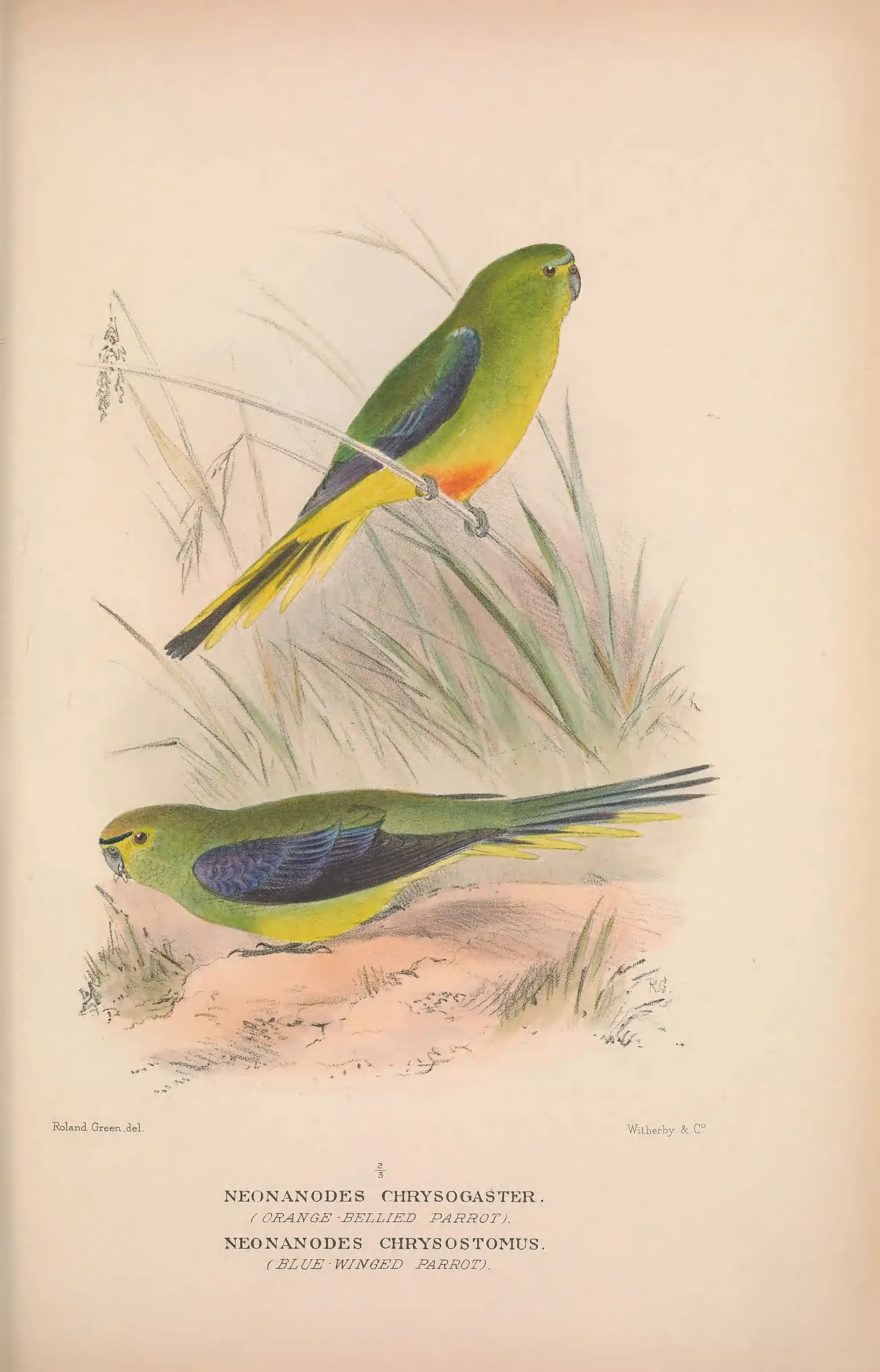 Historical bird plate: Orange-bellied Parrot