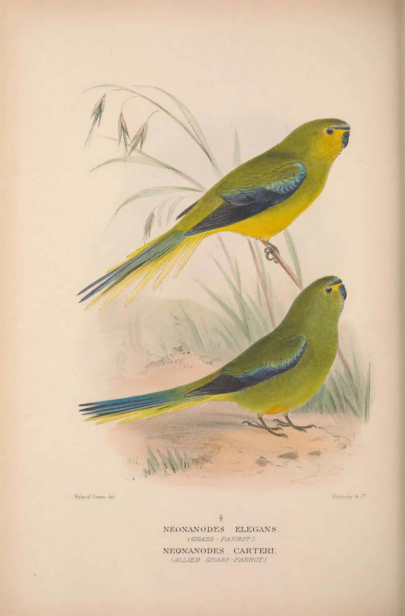 Historical bird plate: Elegant Parrot