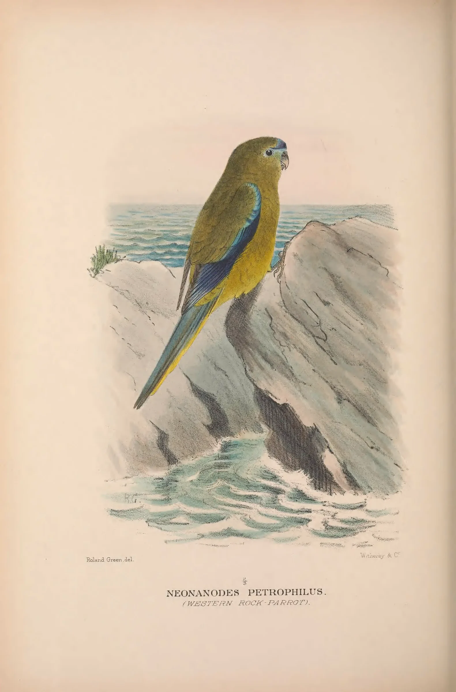 Historical bird plate: Rock Parrot