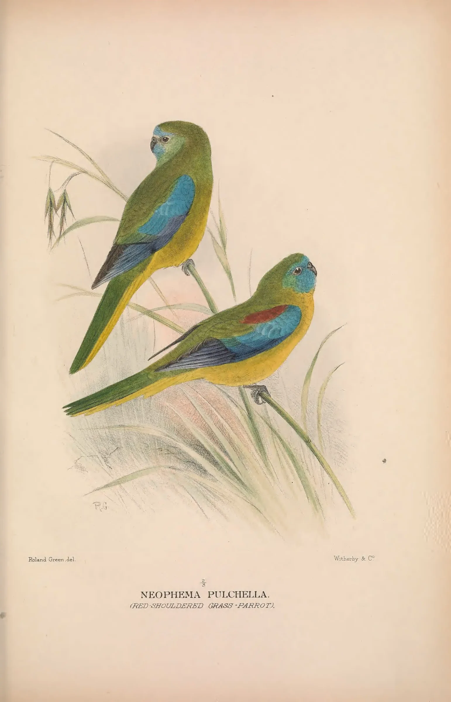 Historical bird plate: Turquoise Parrot