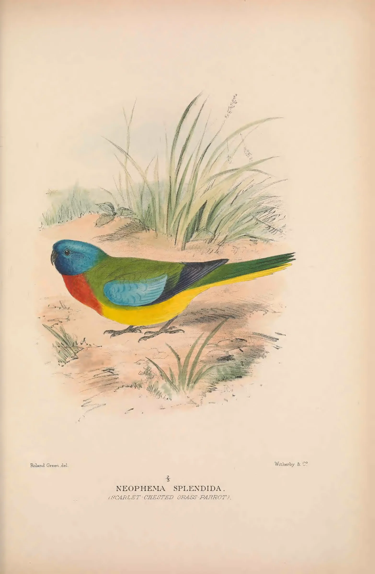 Historical bird plate: Scarlet-chested Parrot