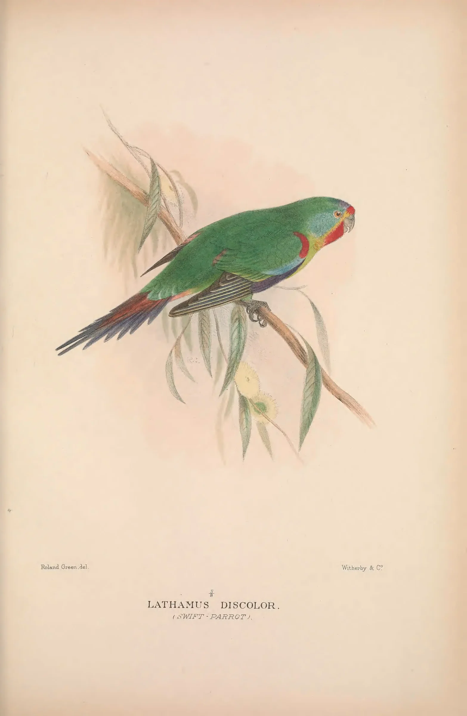 Historical bird plate: Identification needs research