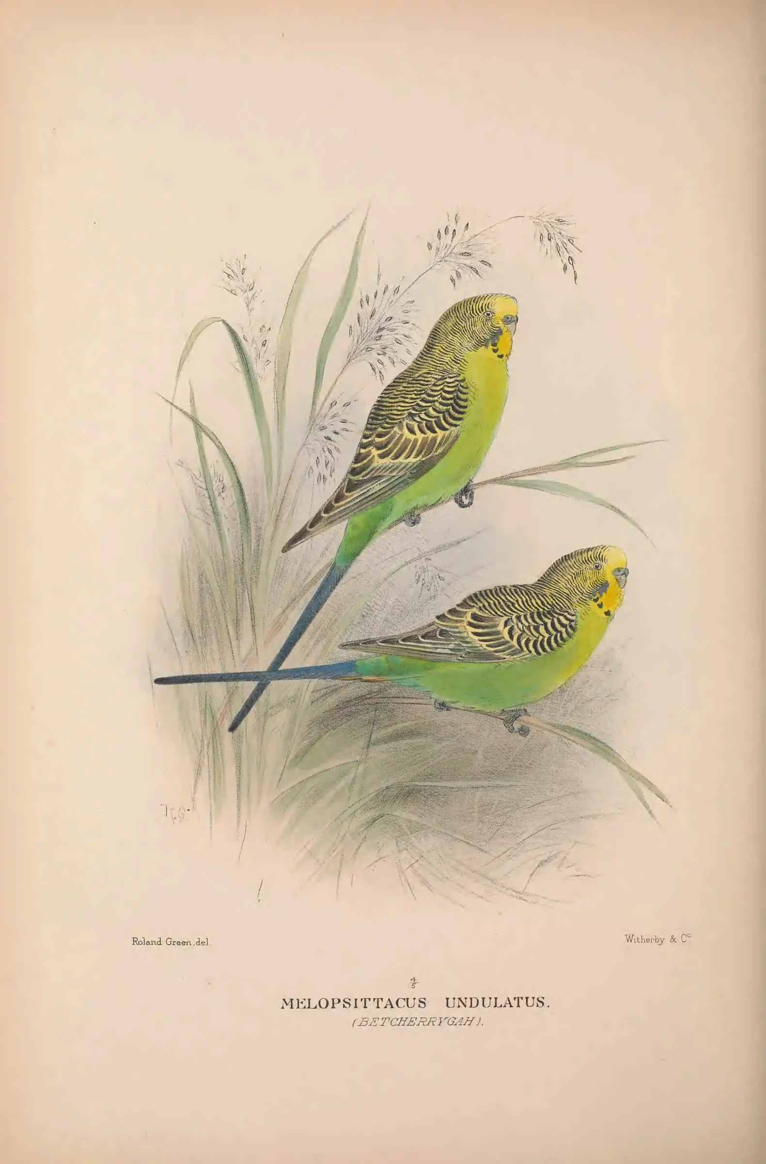 Historical bird plate: Budgerigar