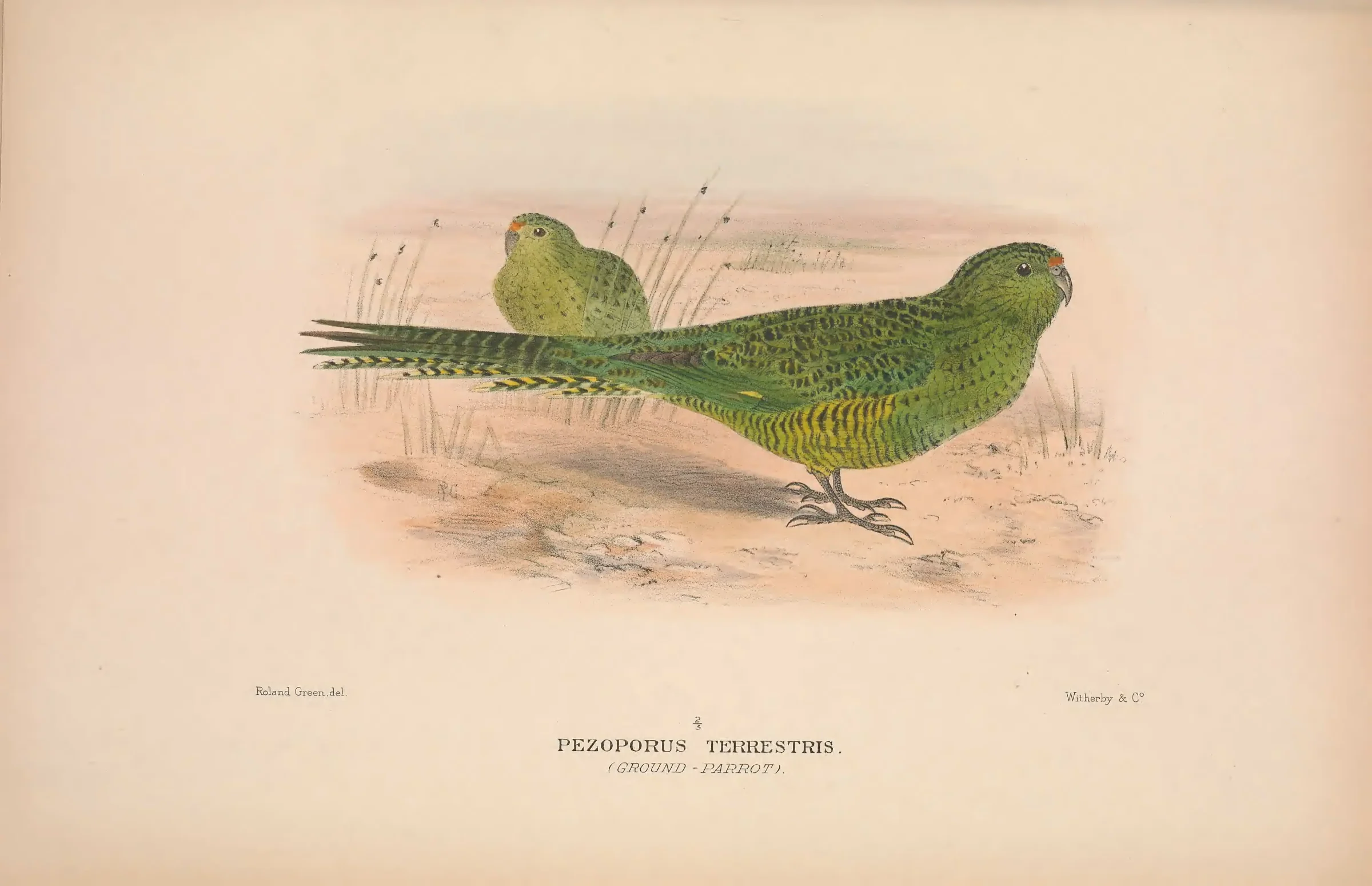 Historical bird plate: Ground Parrot