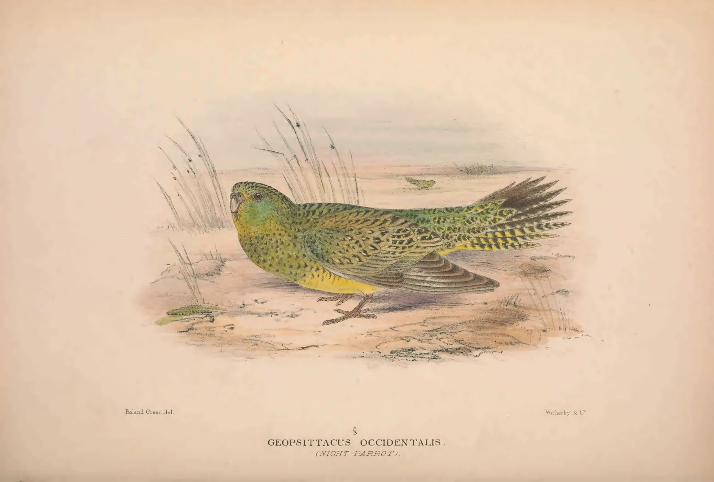 Historical bird plate: Night Parrot