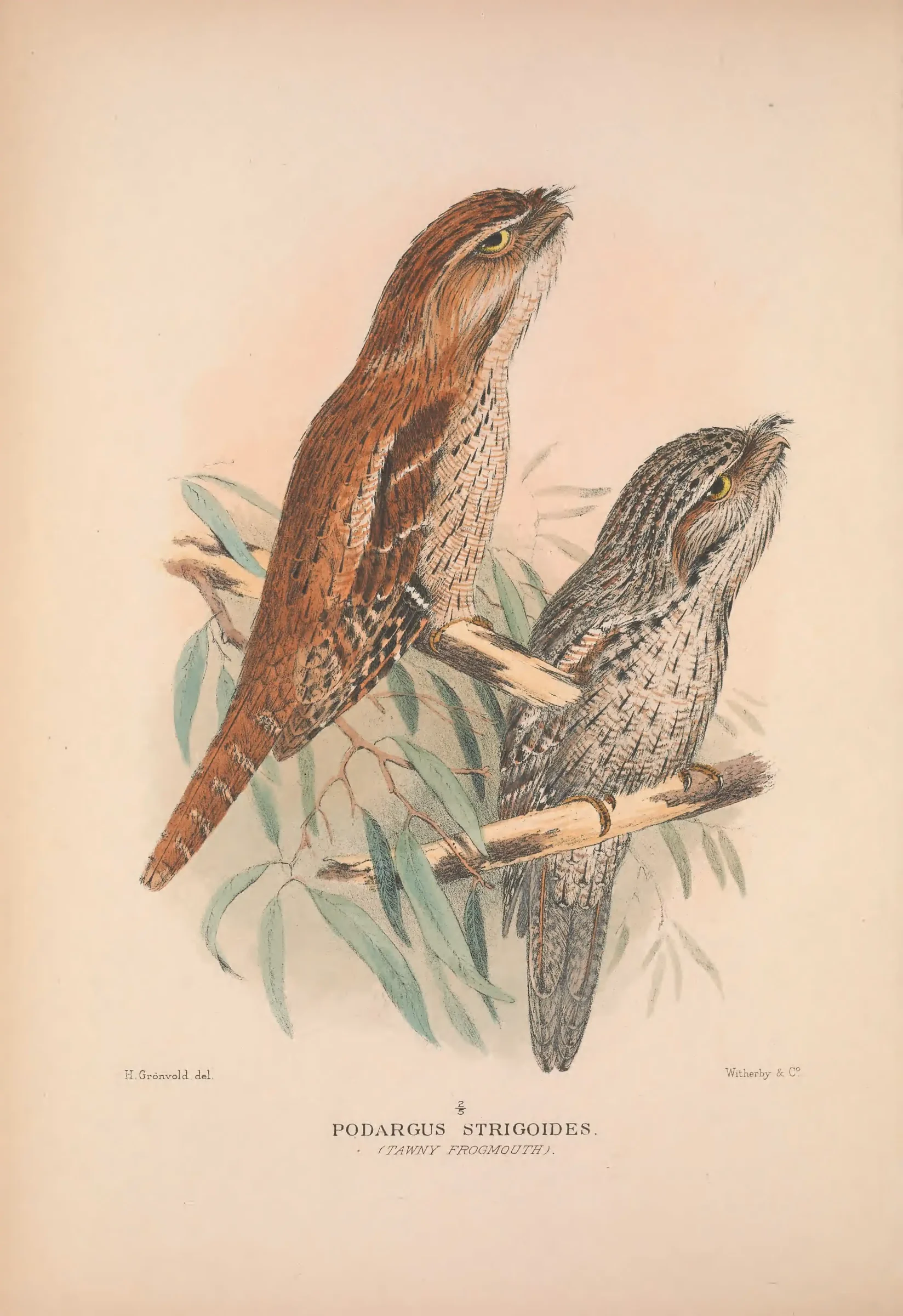 Historical bird plate: Identification needs research