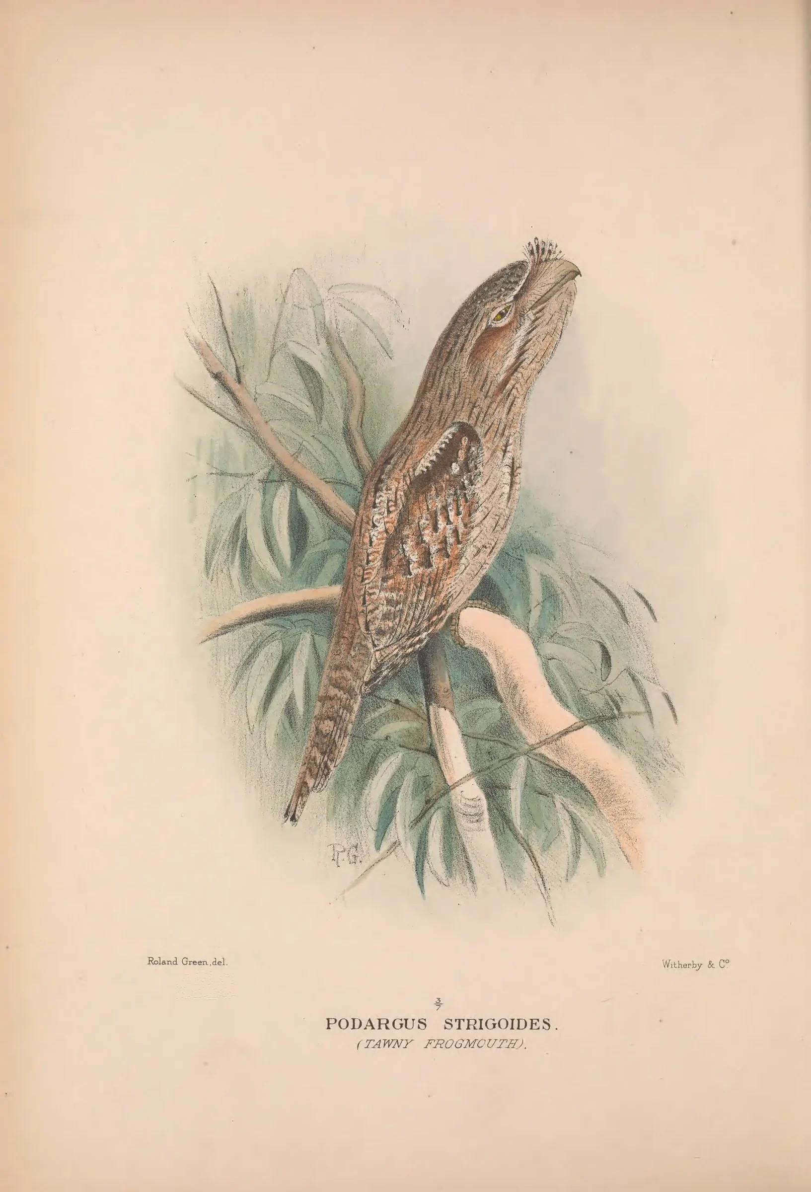 Historical bird plate: Tawny Frogmouth