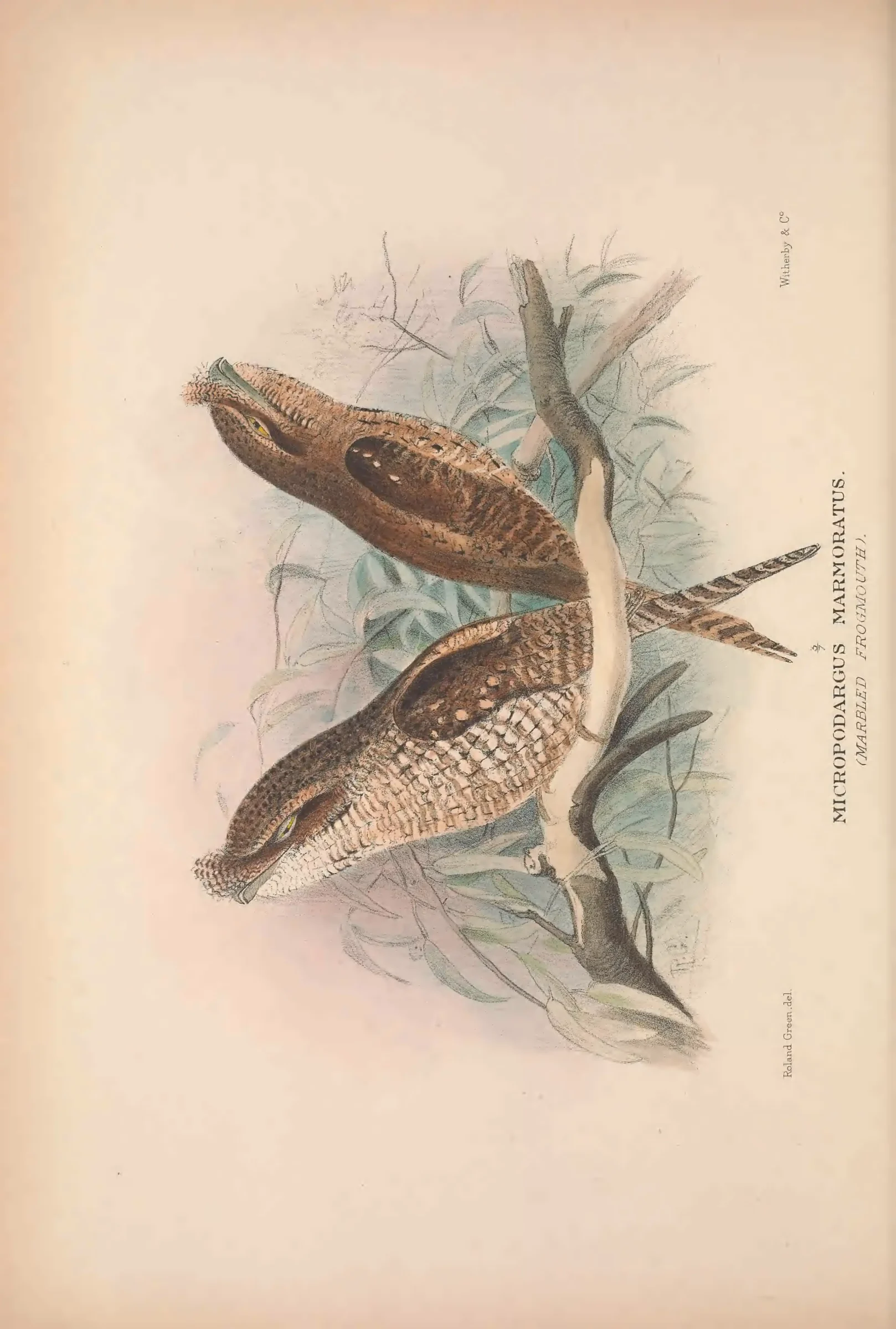 Historical bird plate: Identification needs research