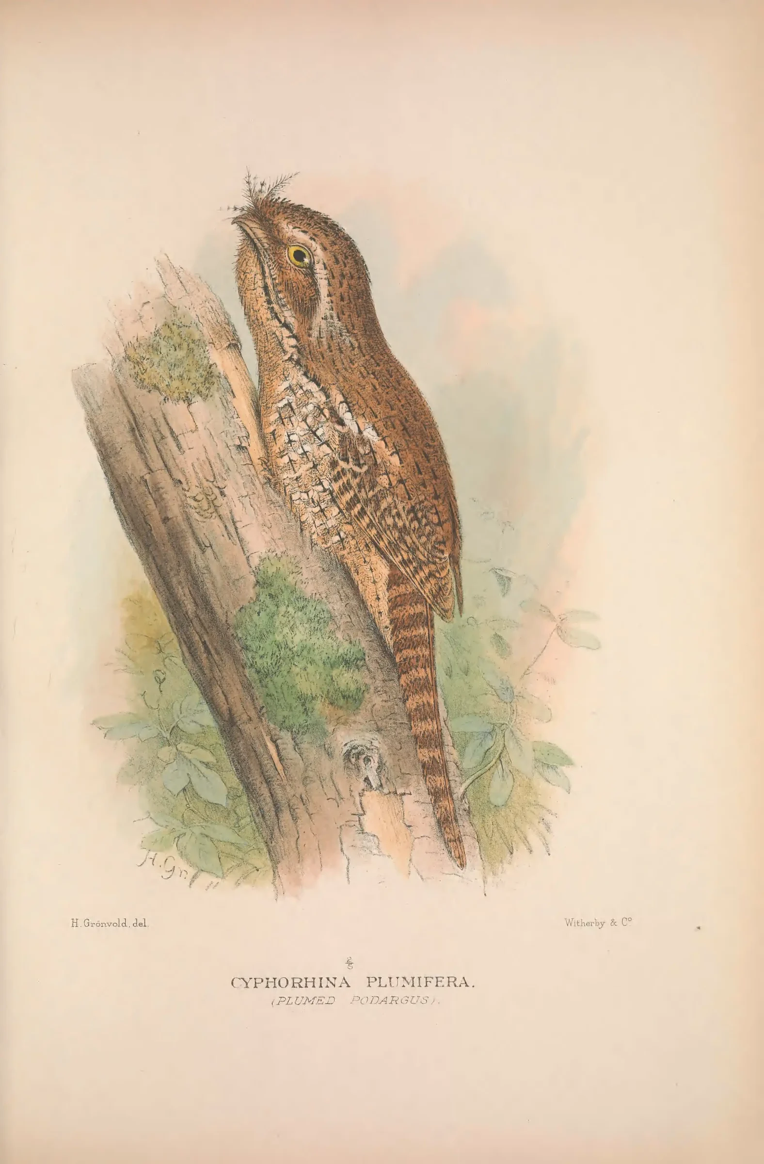 Historical bird plate: Identification needs research