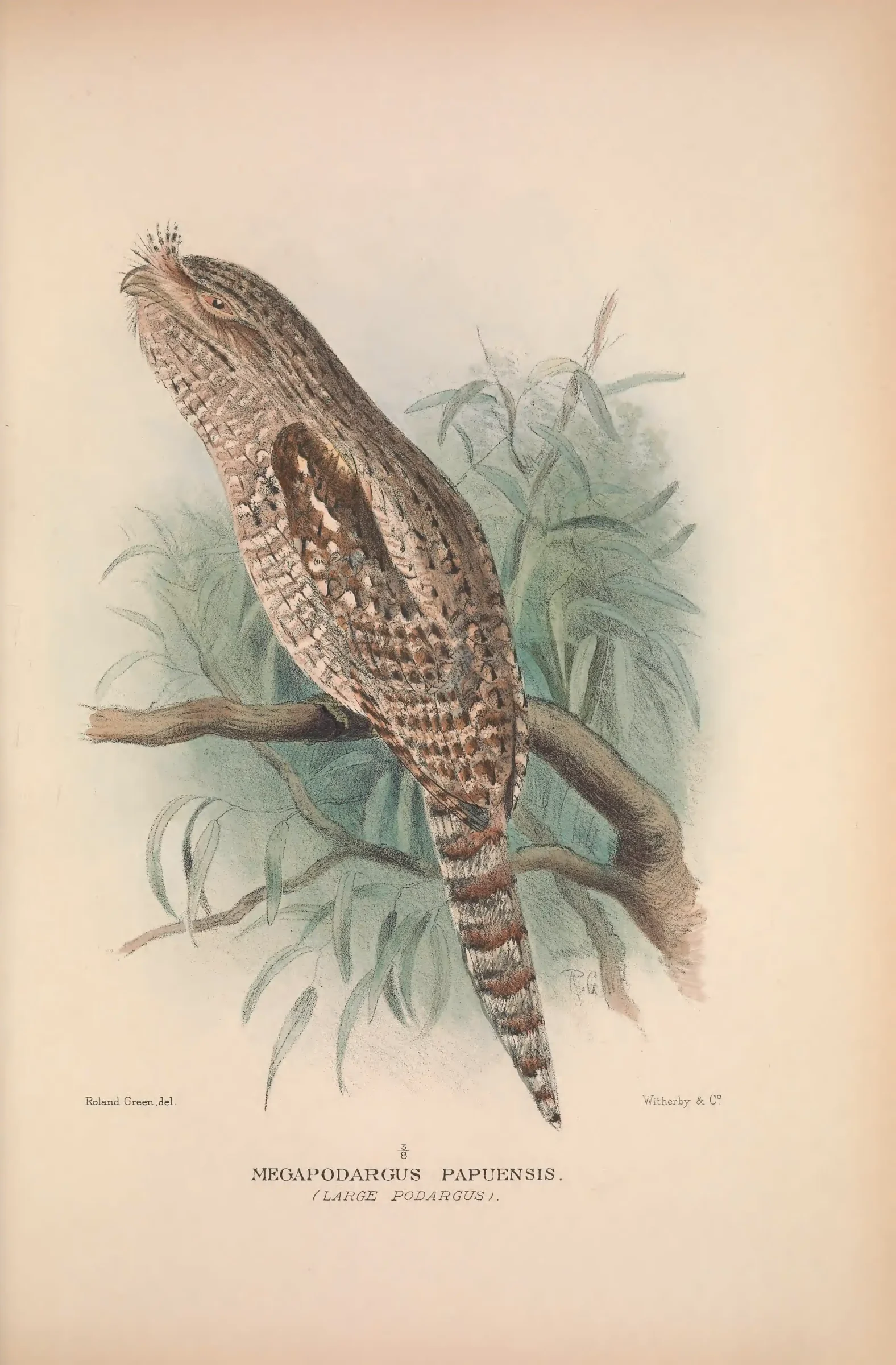 Historical bird plate: Identification needs research