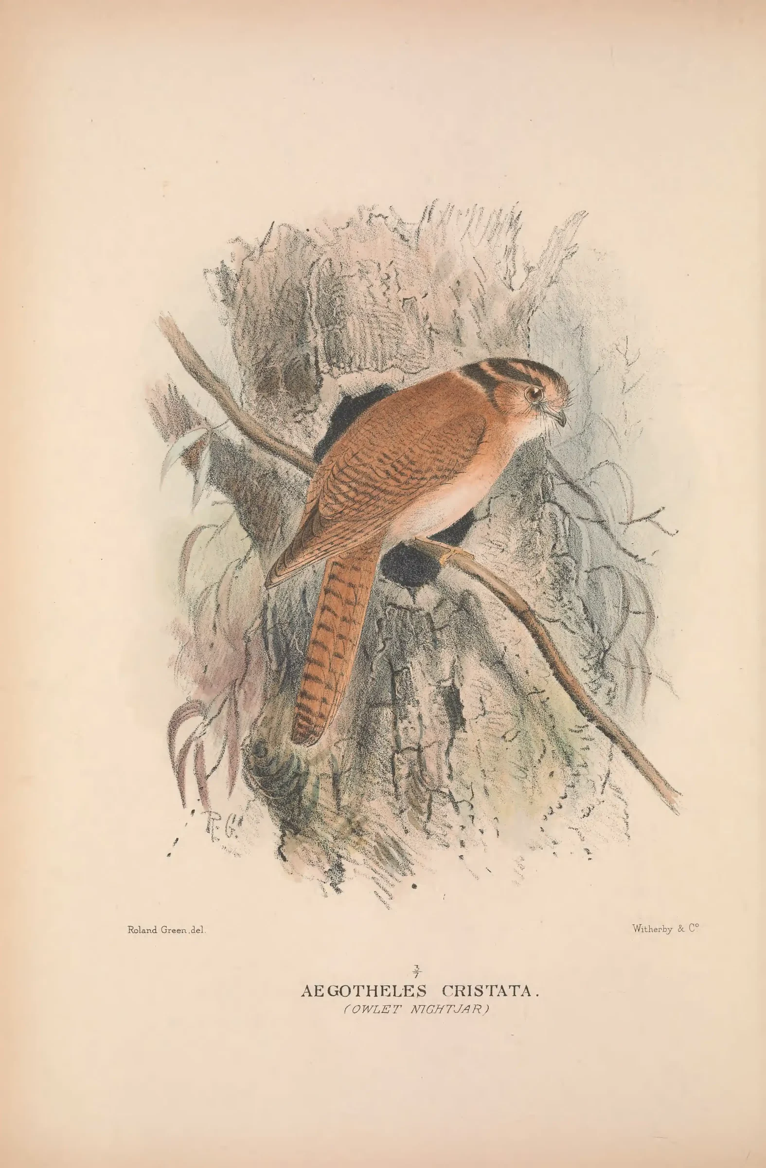 Historical bird plate: Identification needs research
