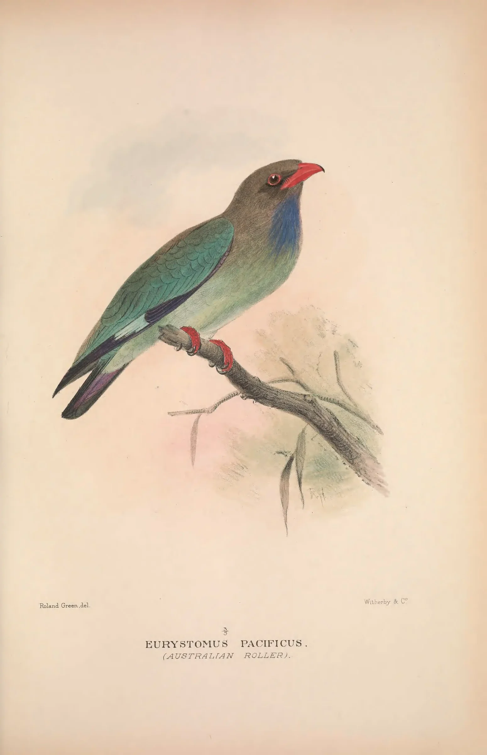 Historical bird plate: Identification needs research