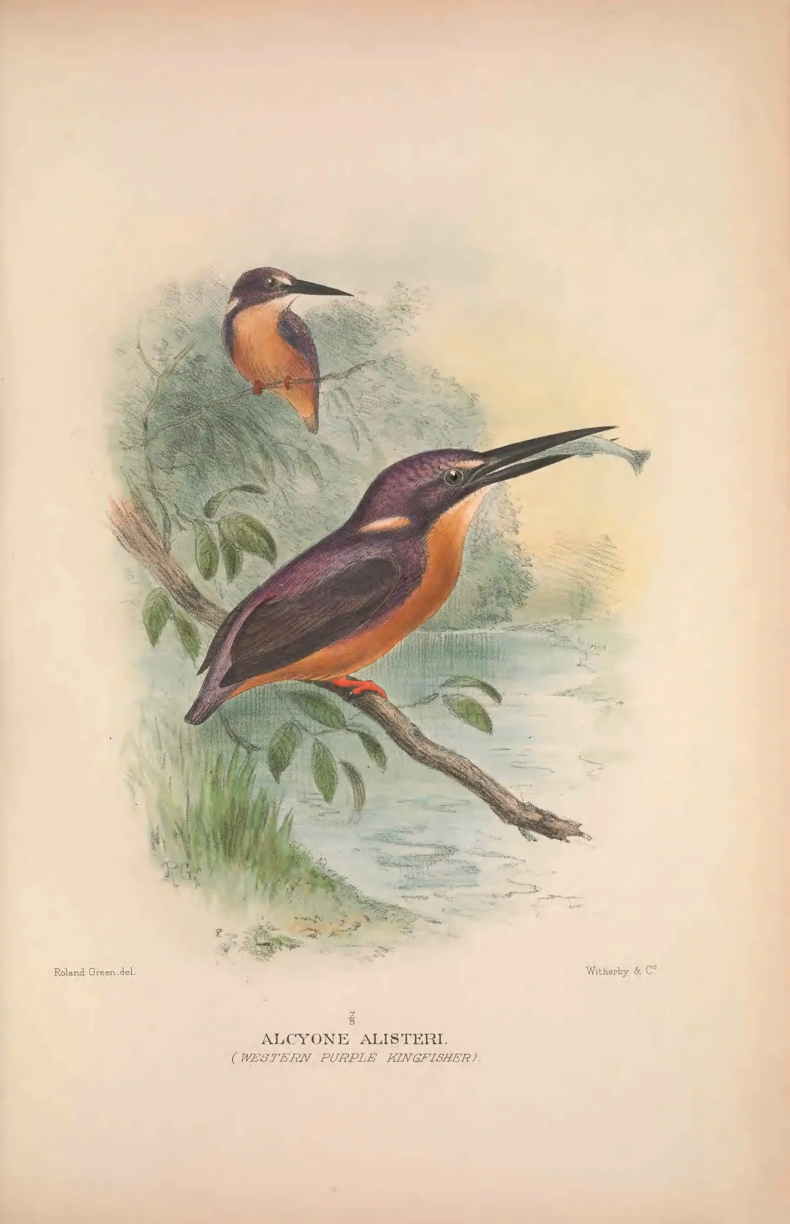 Historical bird plate: Identification needs research