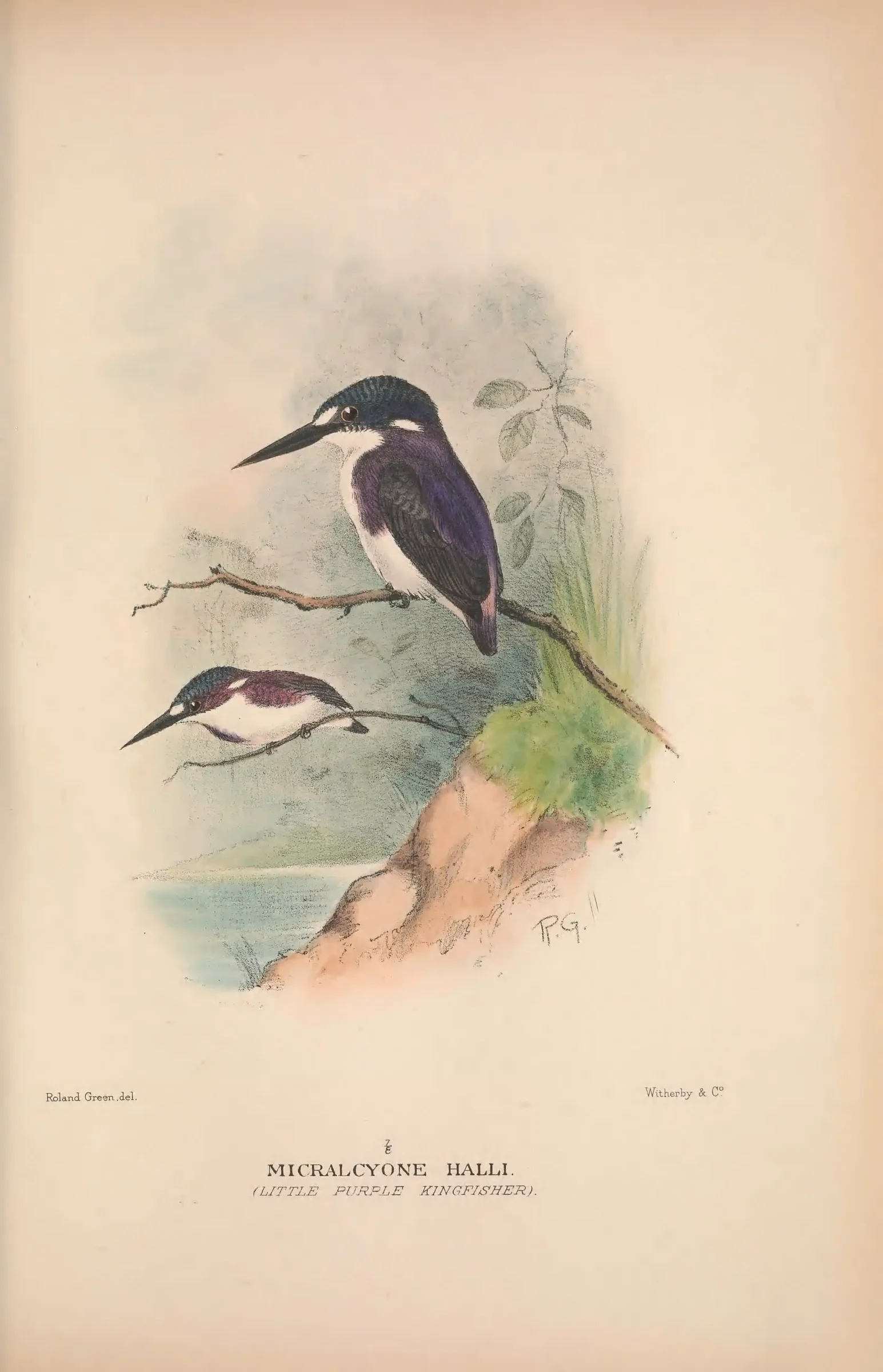 Historical bird plate: Identification needs research