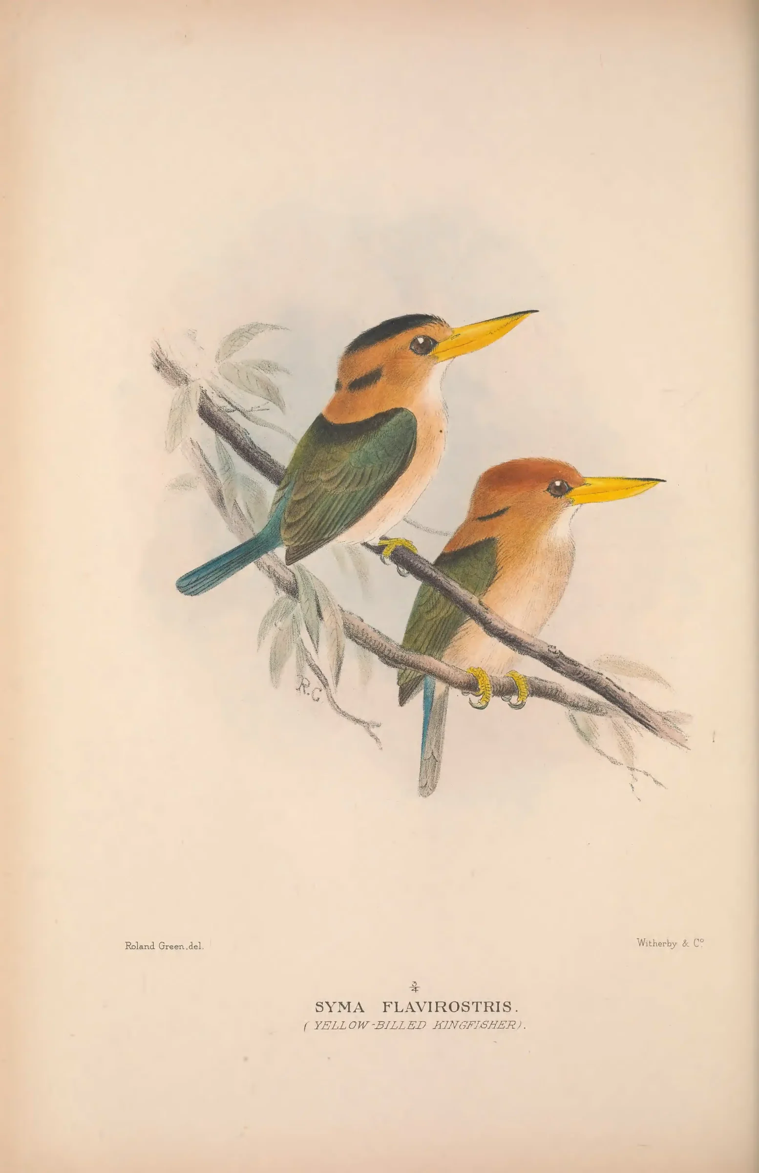 Historical bird plate: Identification needs research