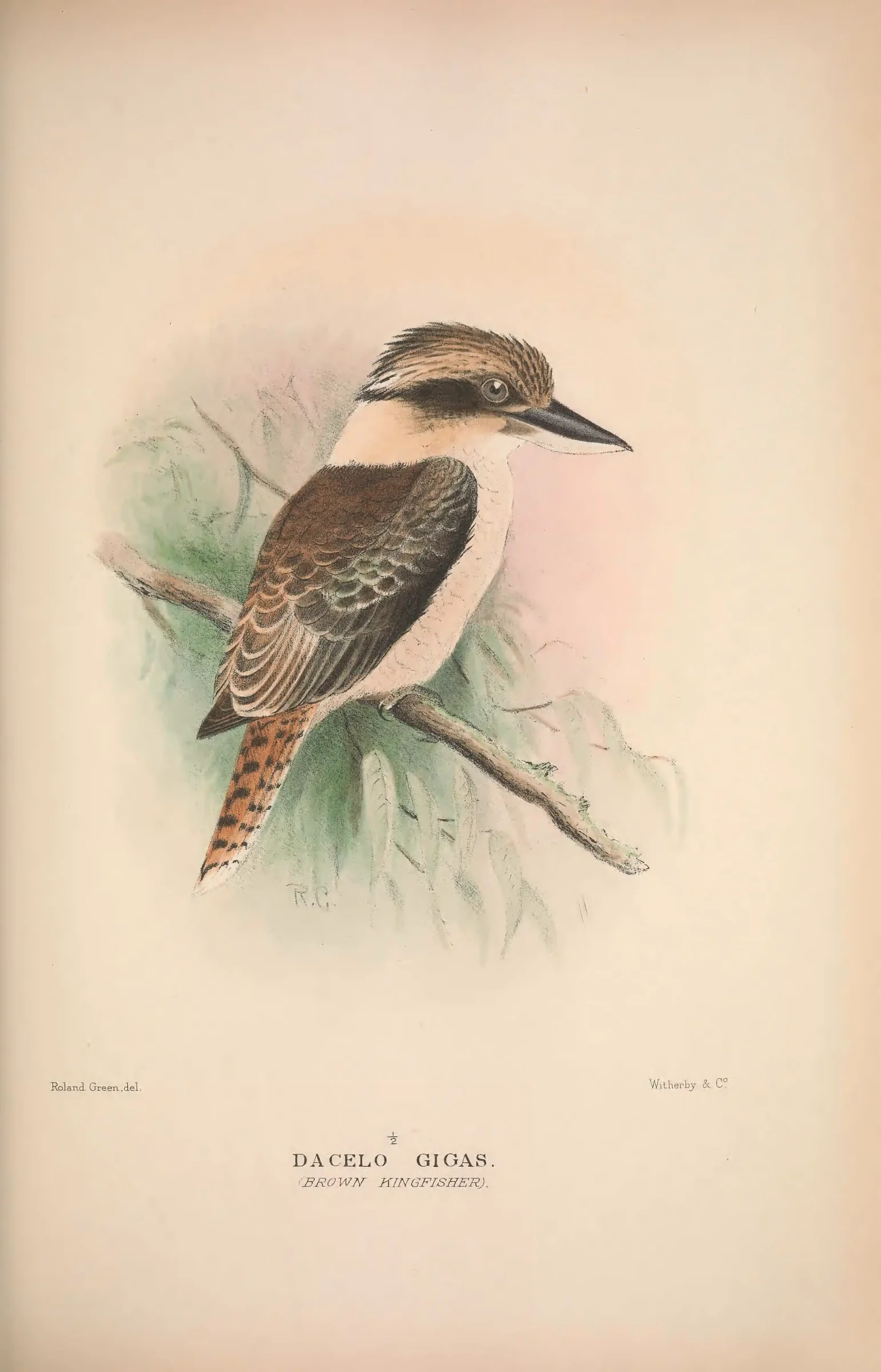 Historical bird plate: Blue-winged Kookaburra