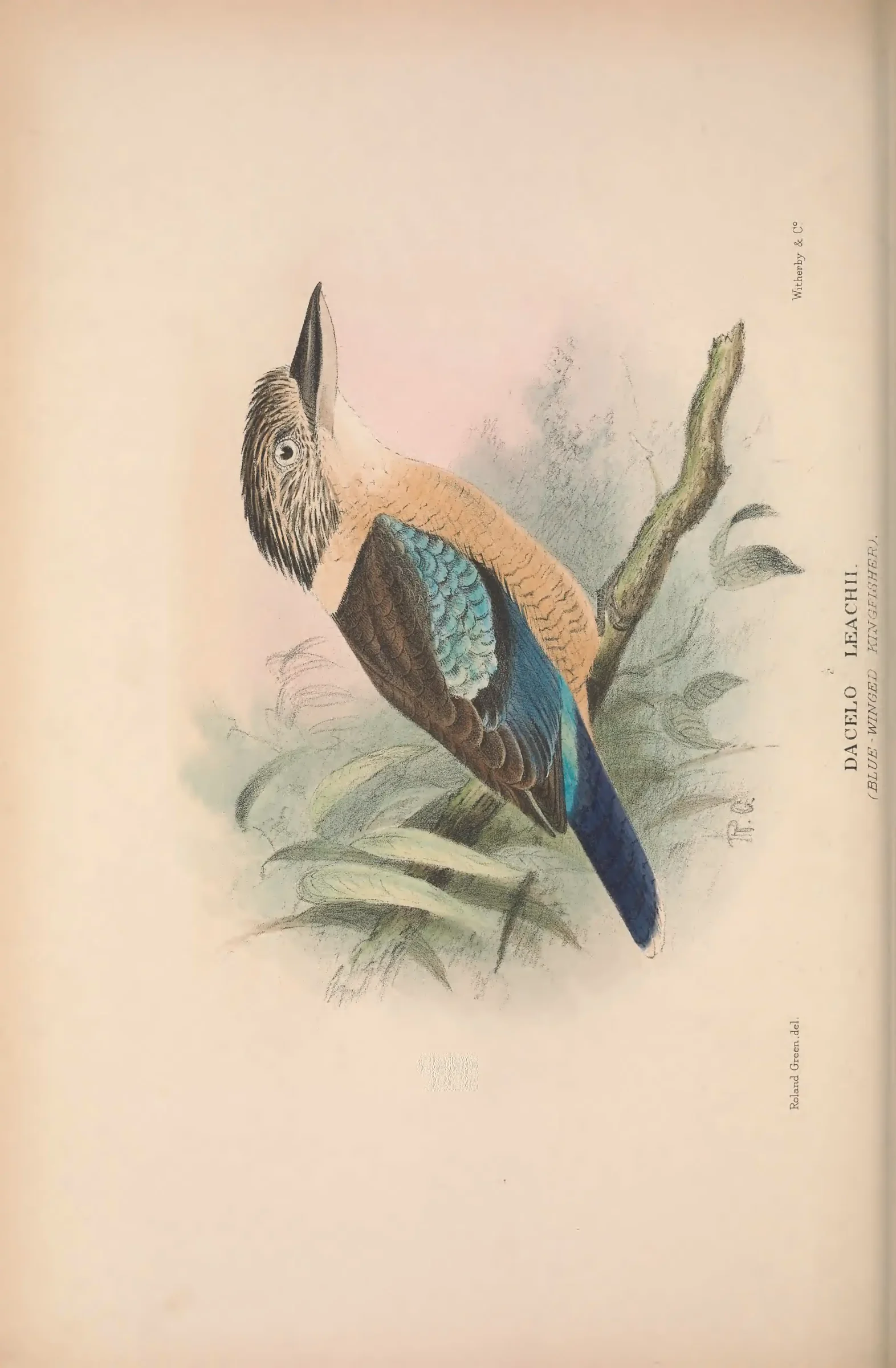 Historical bird plate: Identification needs research