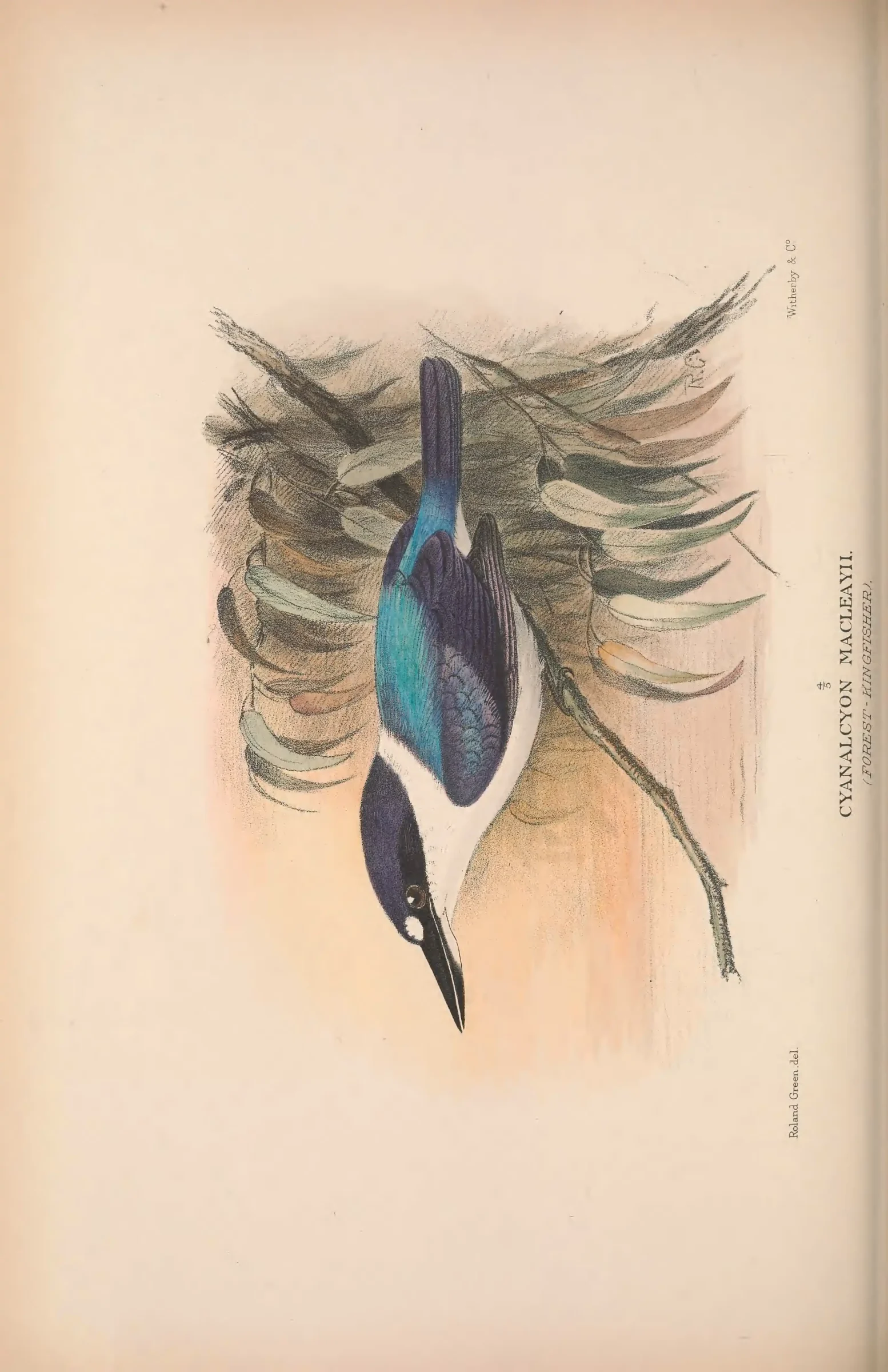Historical bird plate: Identification needs research