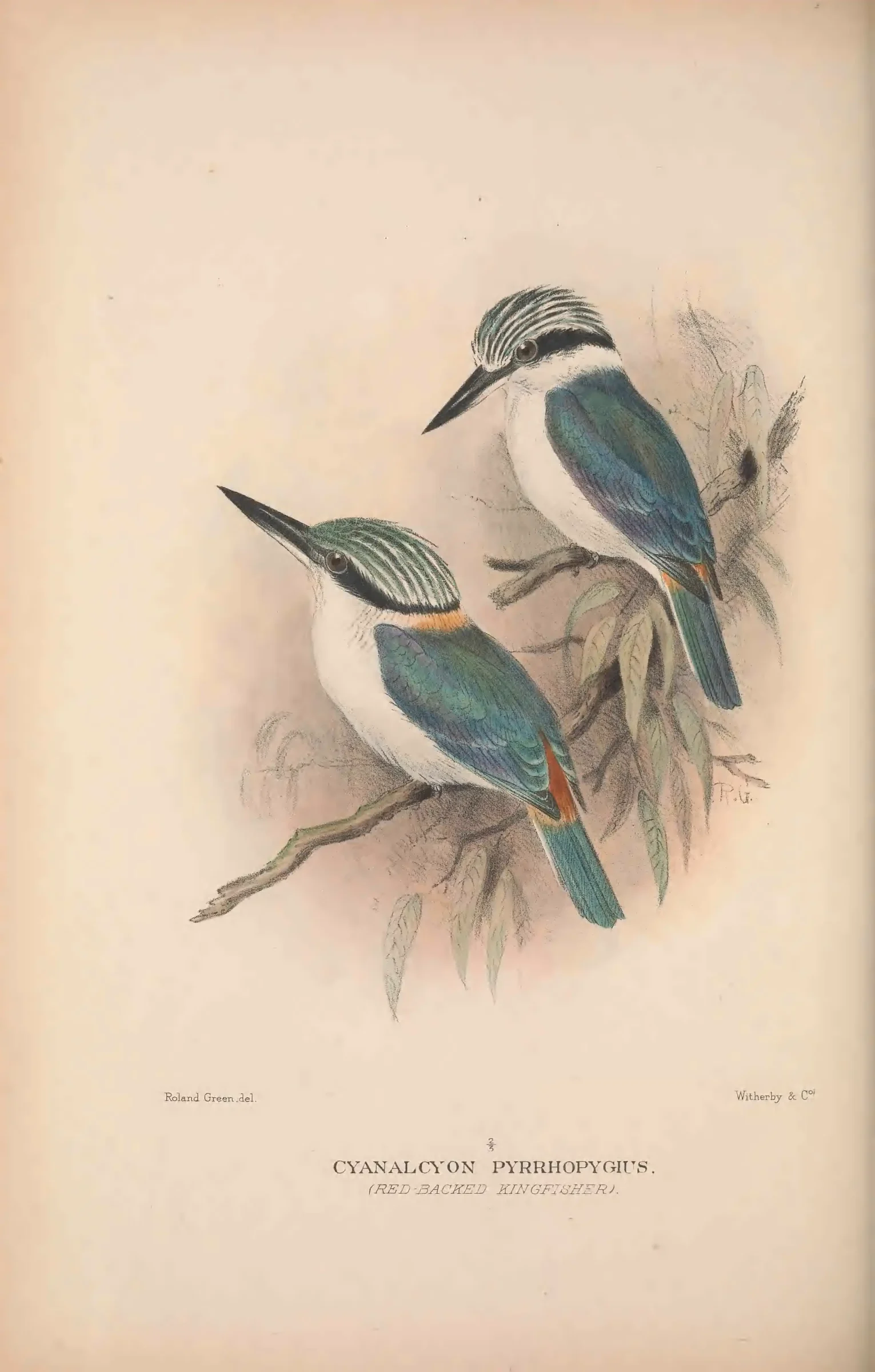 Historical bird plate: Identification needs research