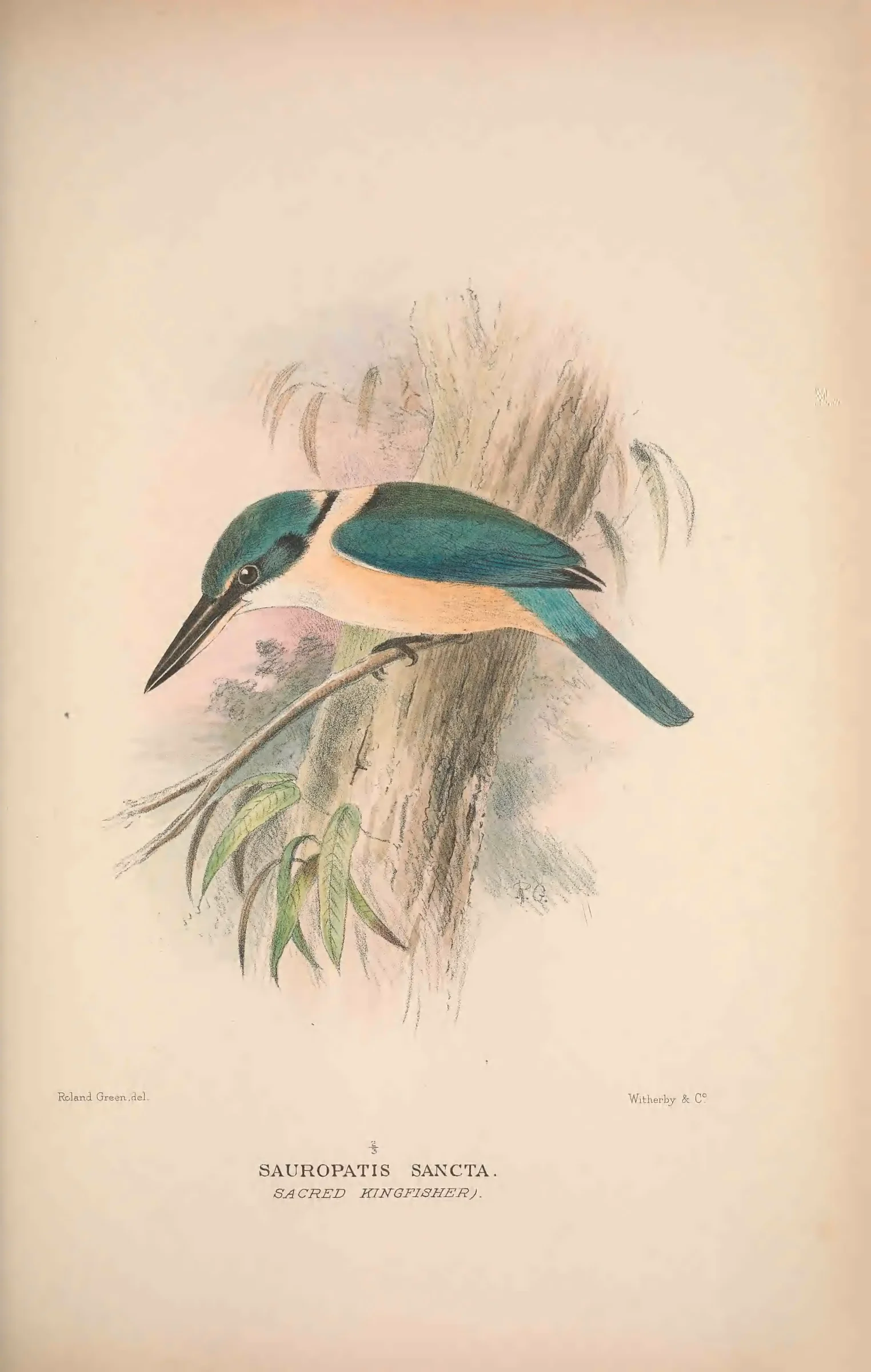 Historical bird plate: Identification needs research