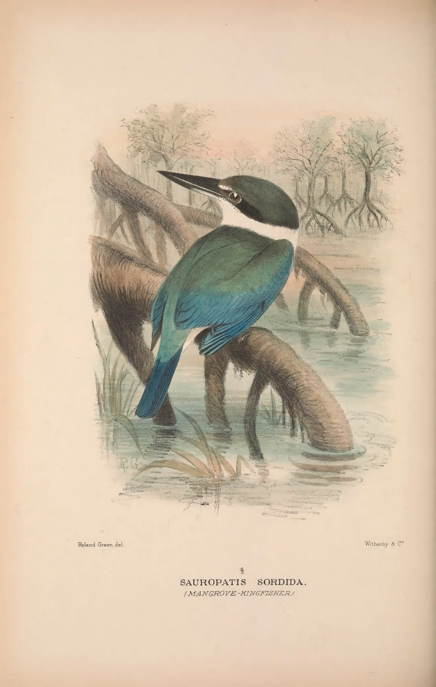 Historical bird plate: Identification needs research