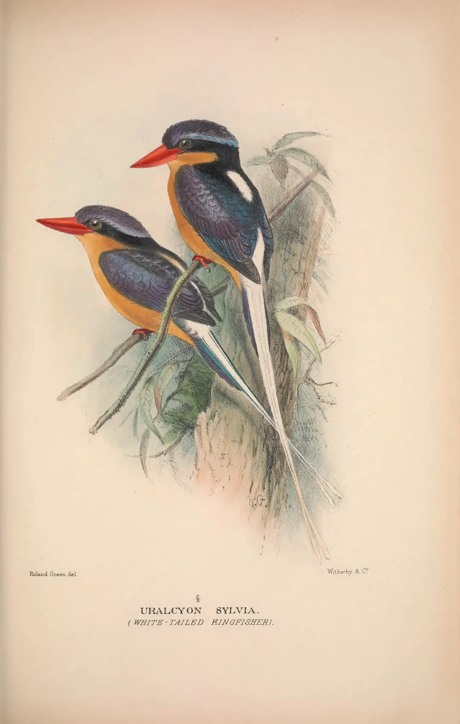 Historical bird plate: Identification needs research