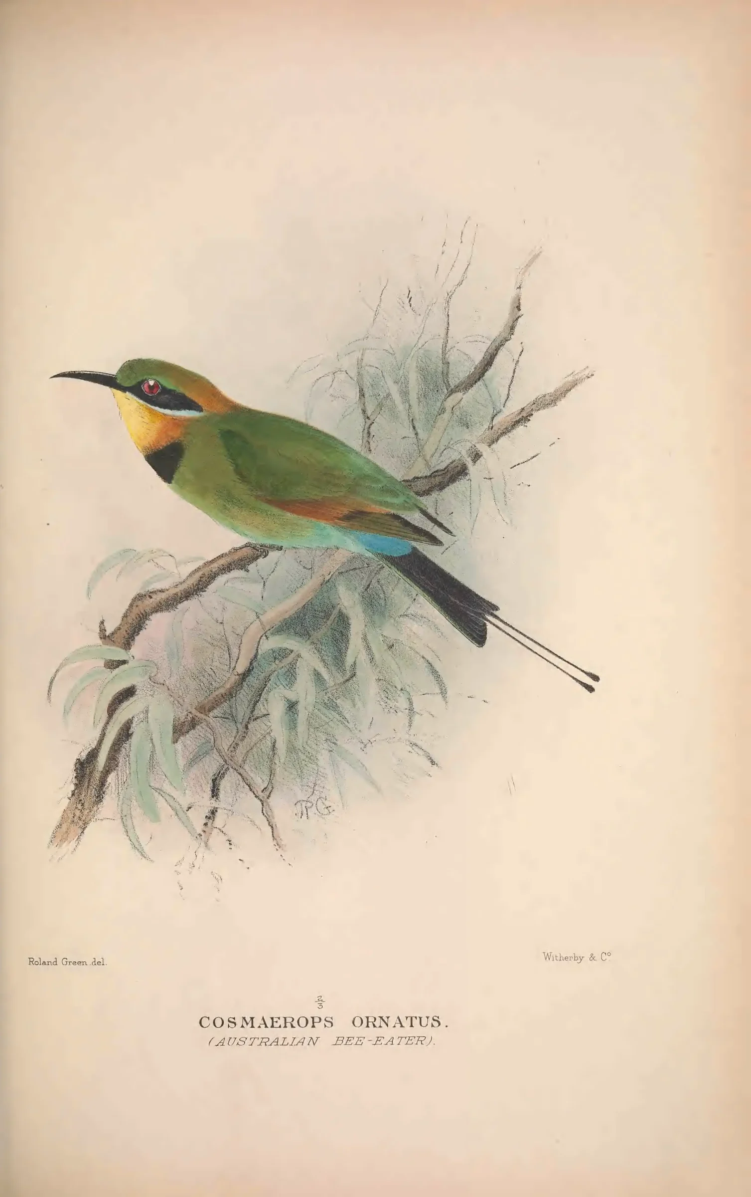 Historical bird plate: Grey-fronted Honeyeater