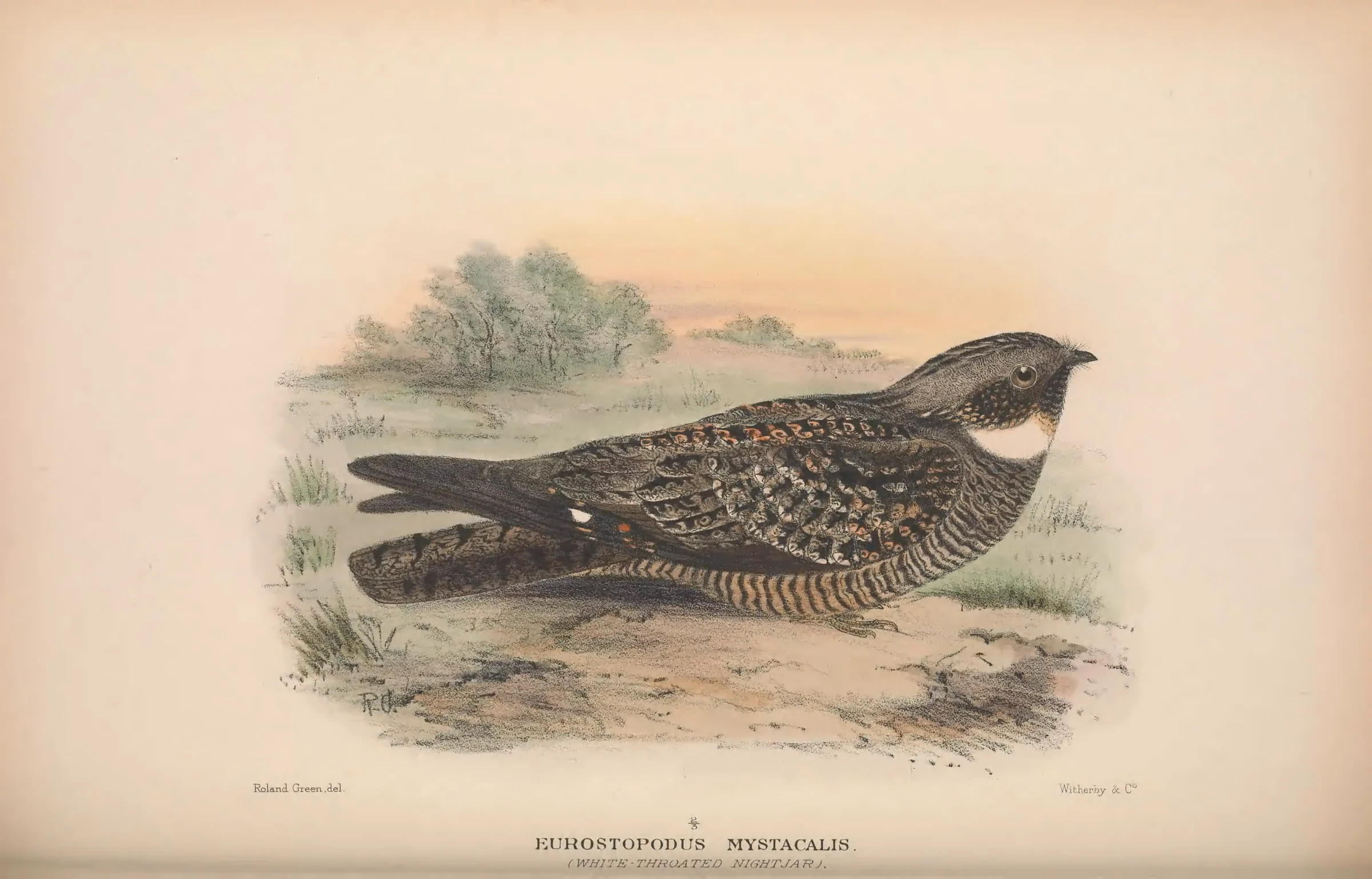 Historical bird plate: White-throated Nightjar