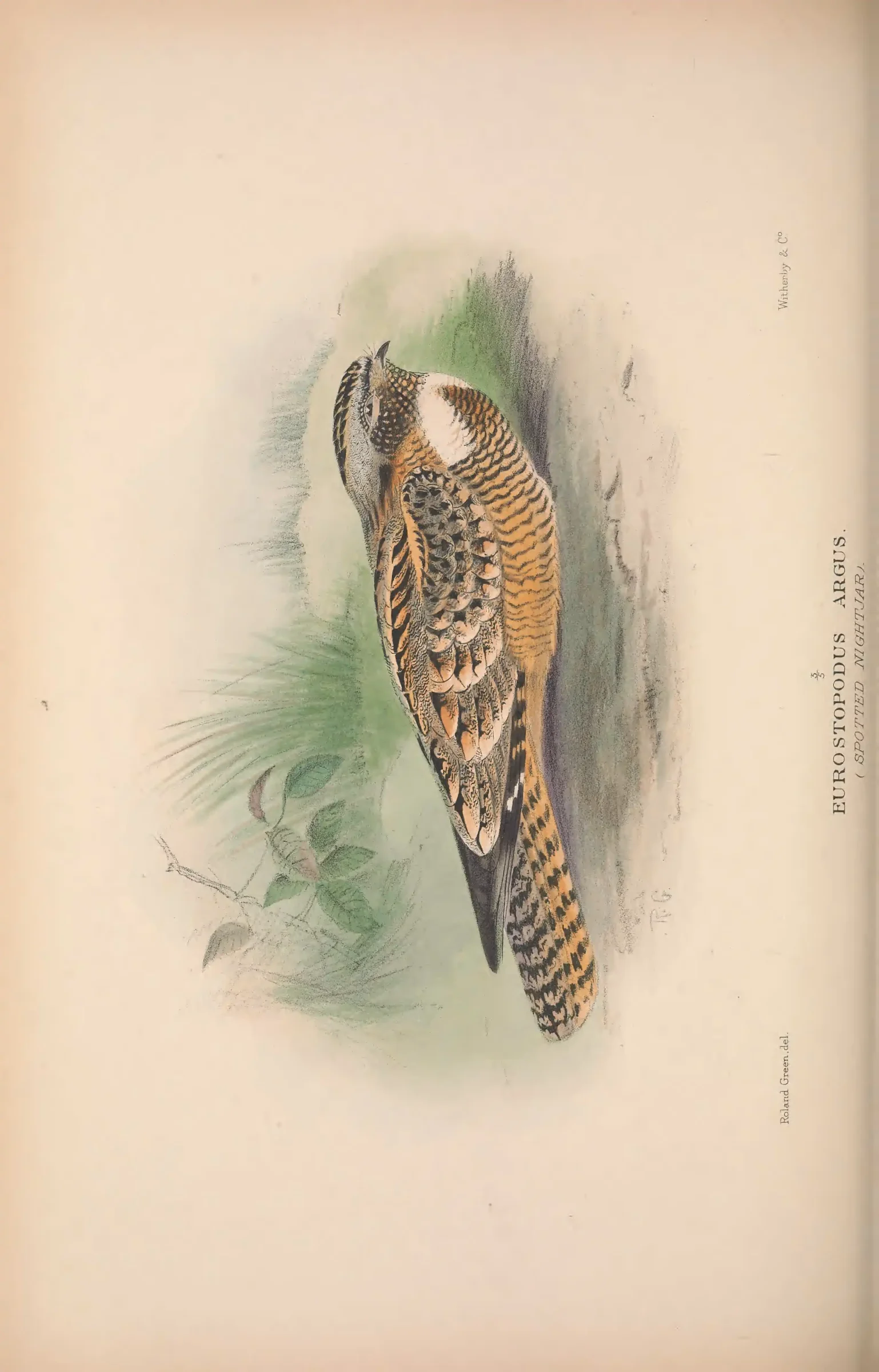 Historical bird plate: Identification needs research