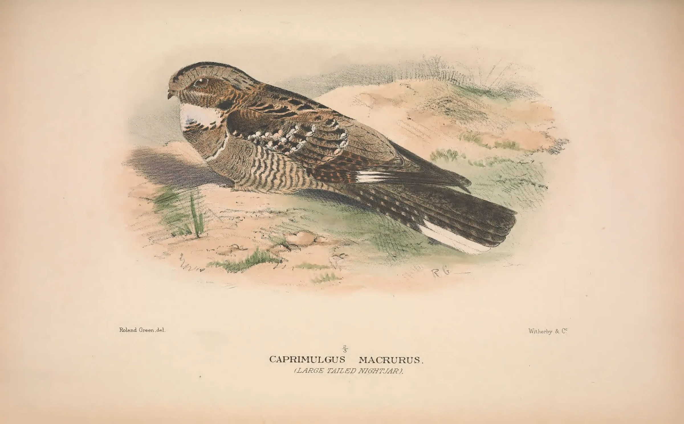 Historical bird plate: Large-tailed Nightjar