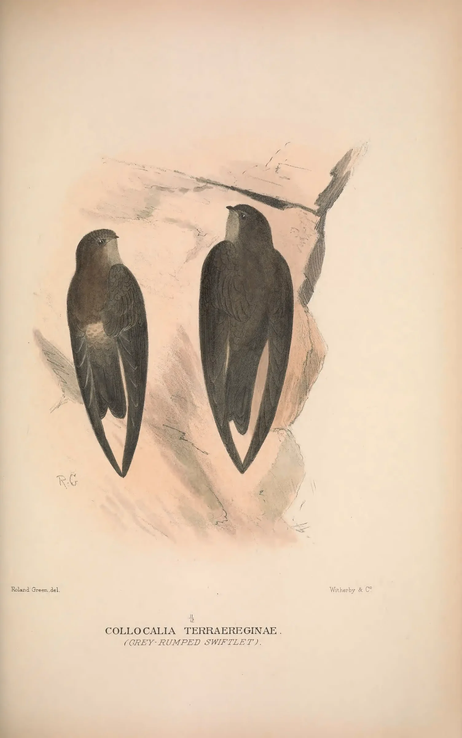 Historical bird plate: Identification needs research