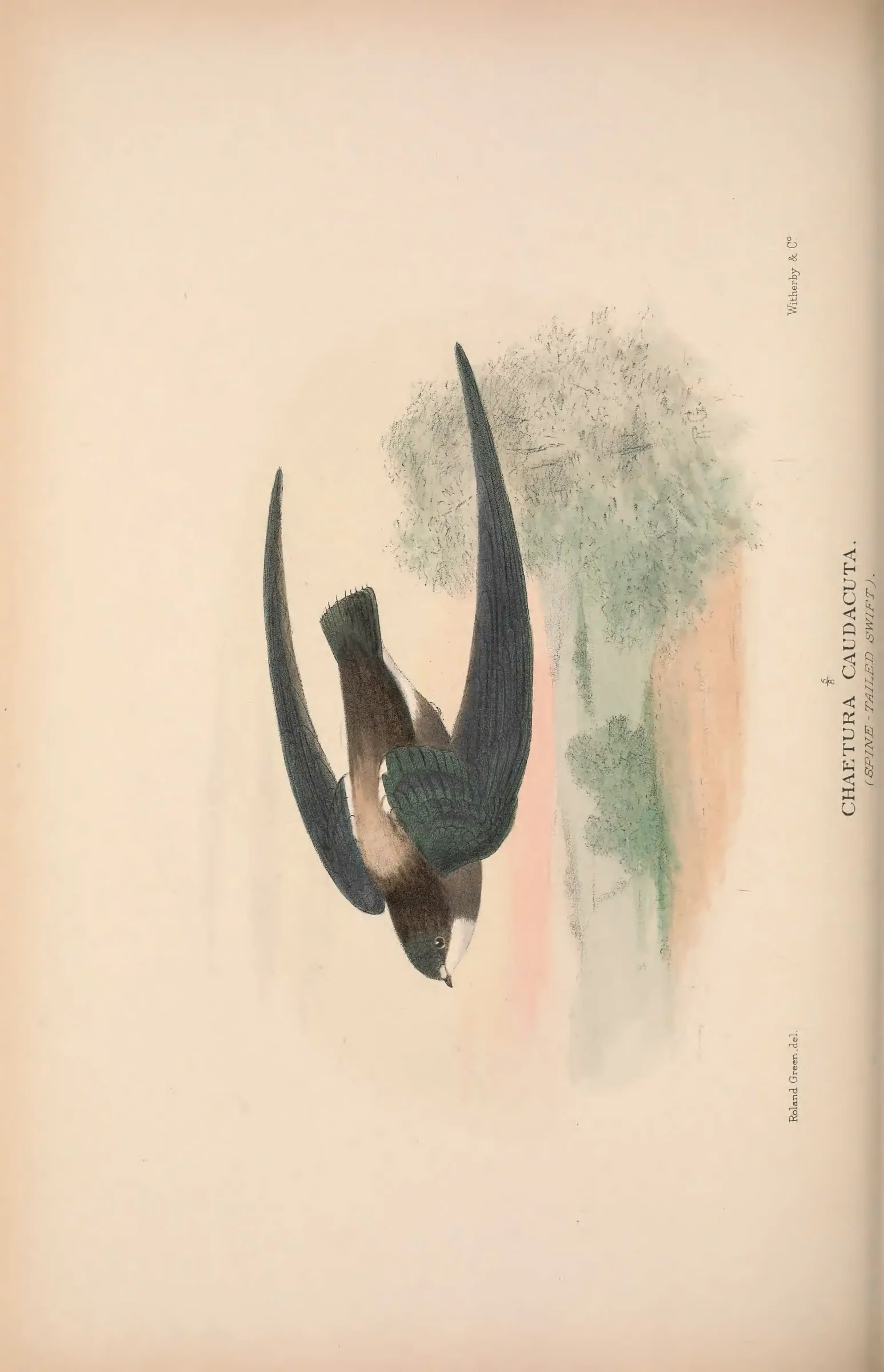Historical bird plate: Identification needs research