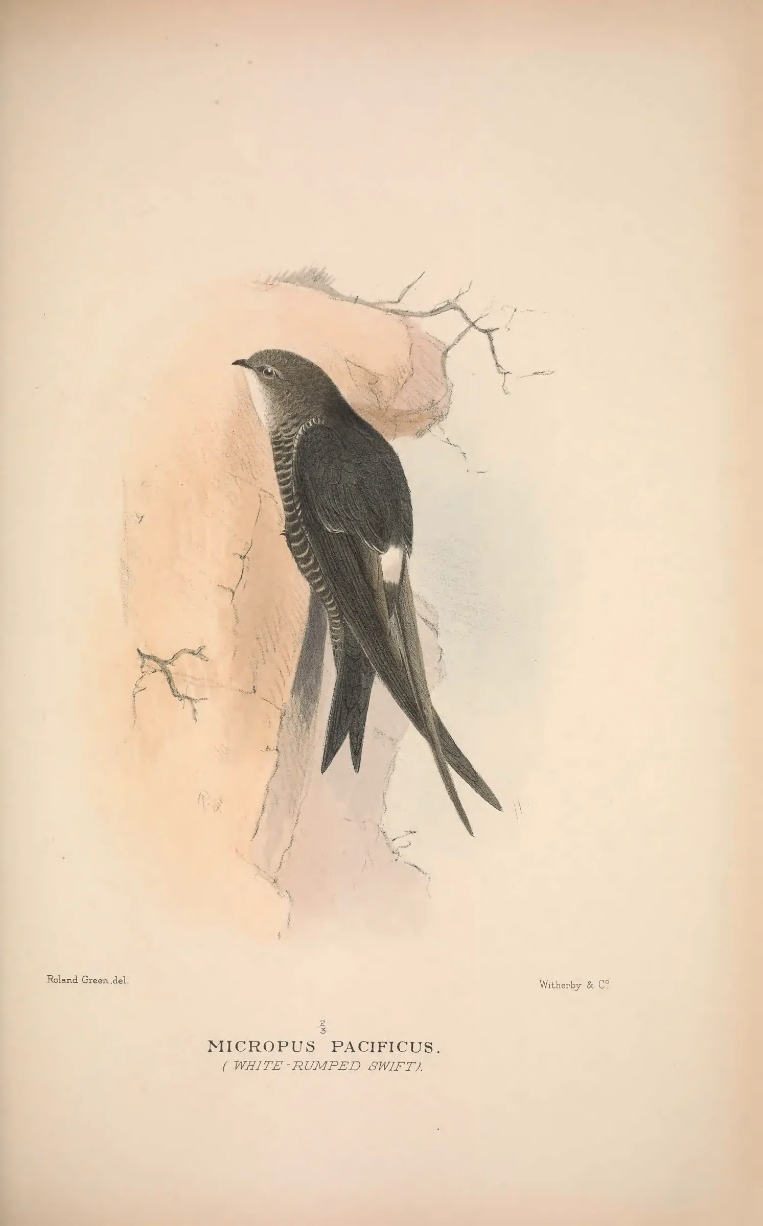 Historical bird plate: Fork-tailed Swift