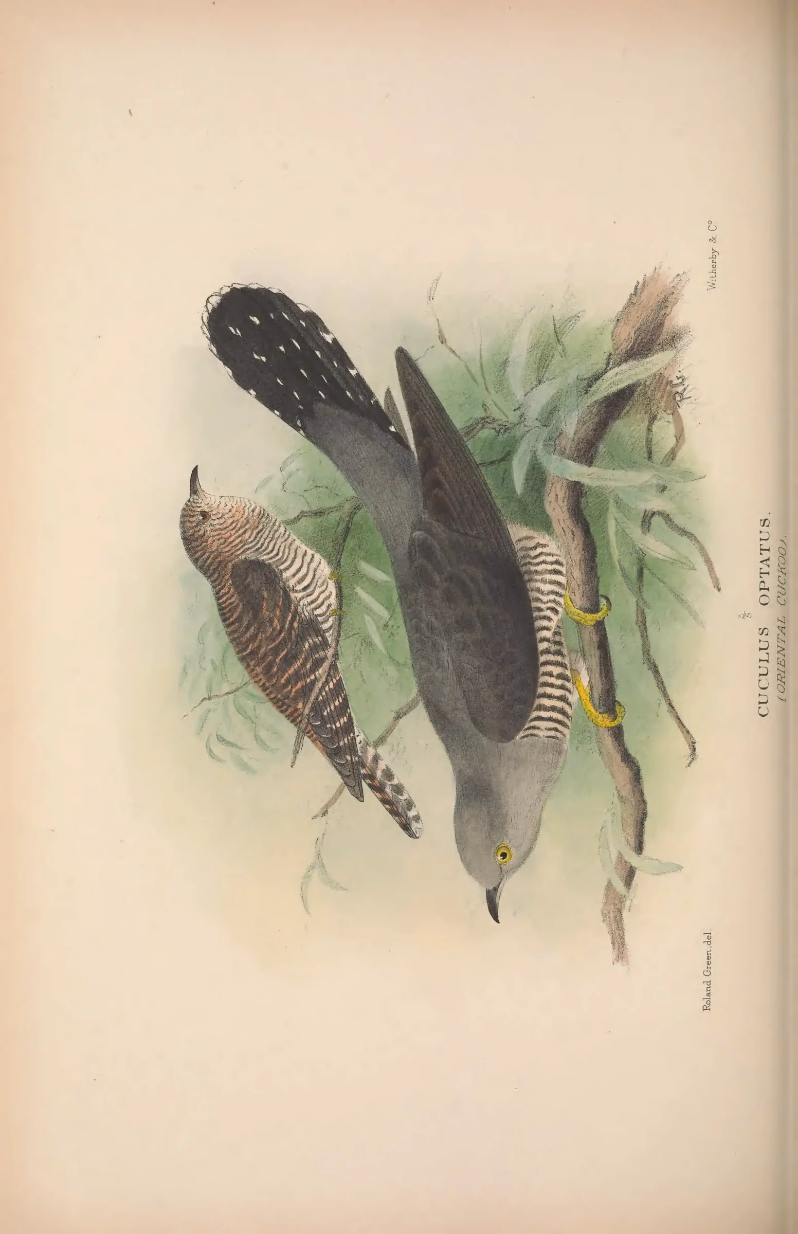 Historical bird plate: Identification needs research