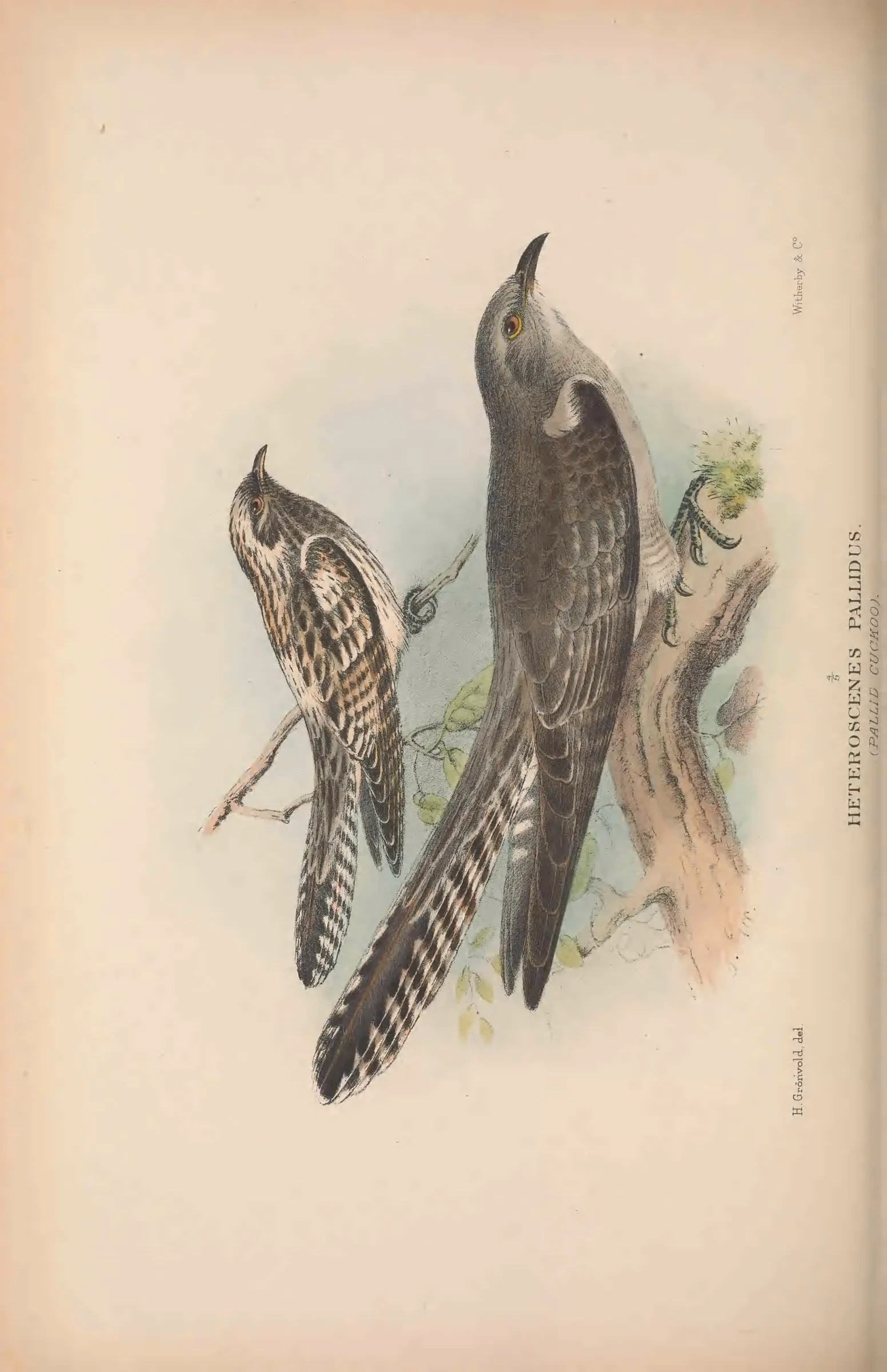 Historical bird plate: Identification needs research