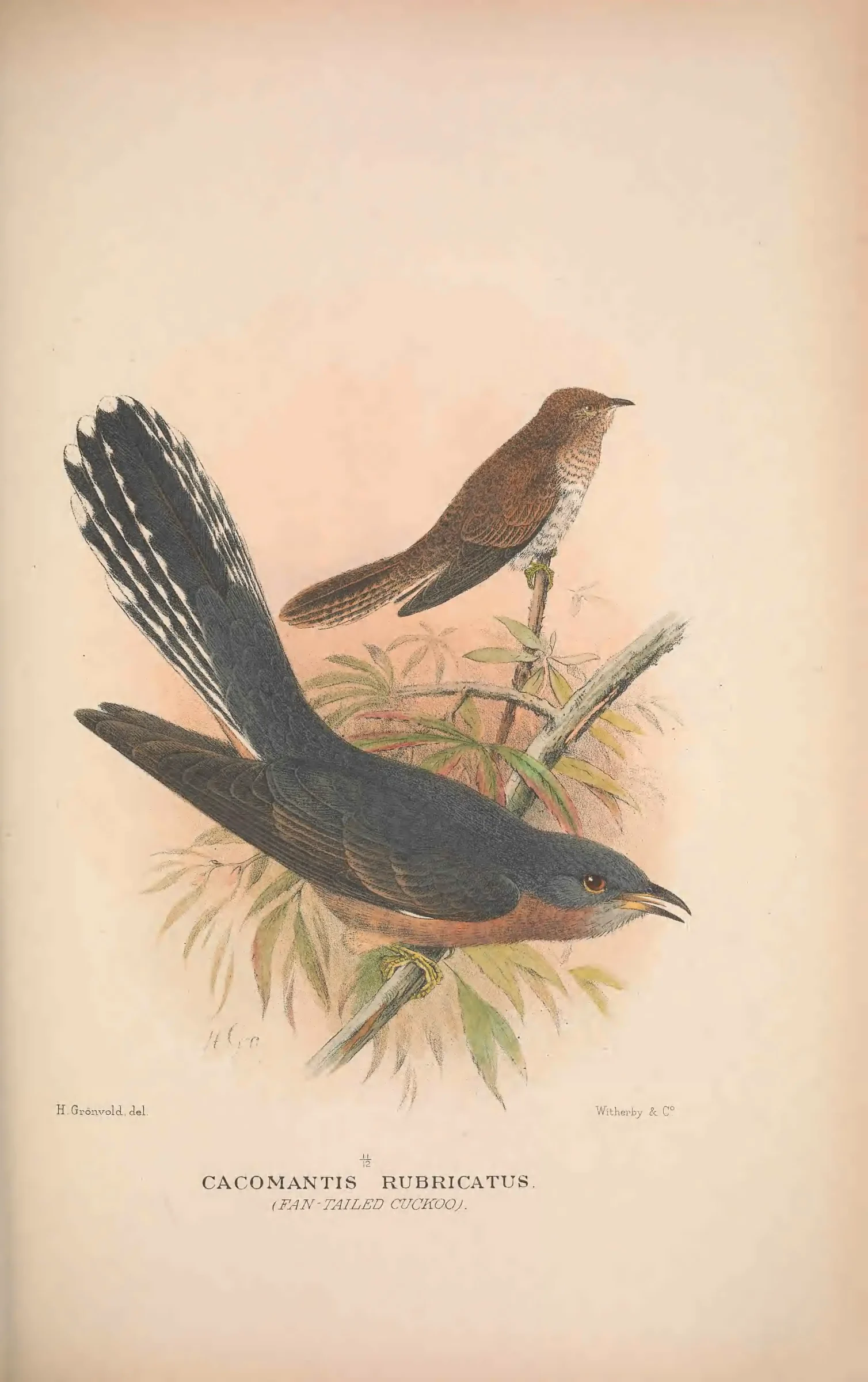 Historical bird plate: Sahul Brush Cuckoo