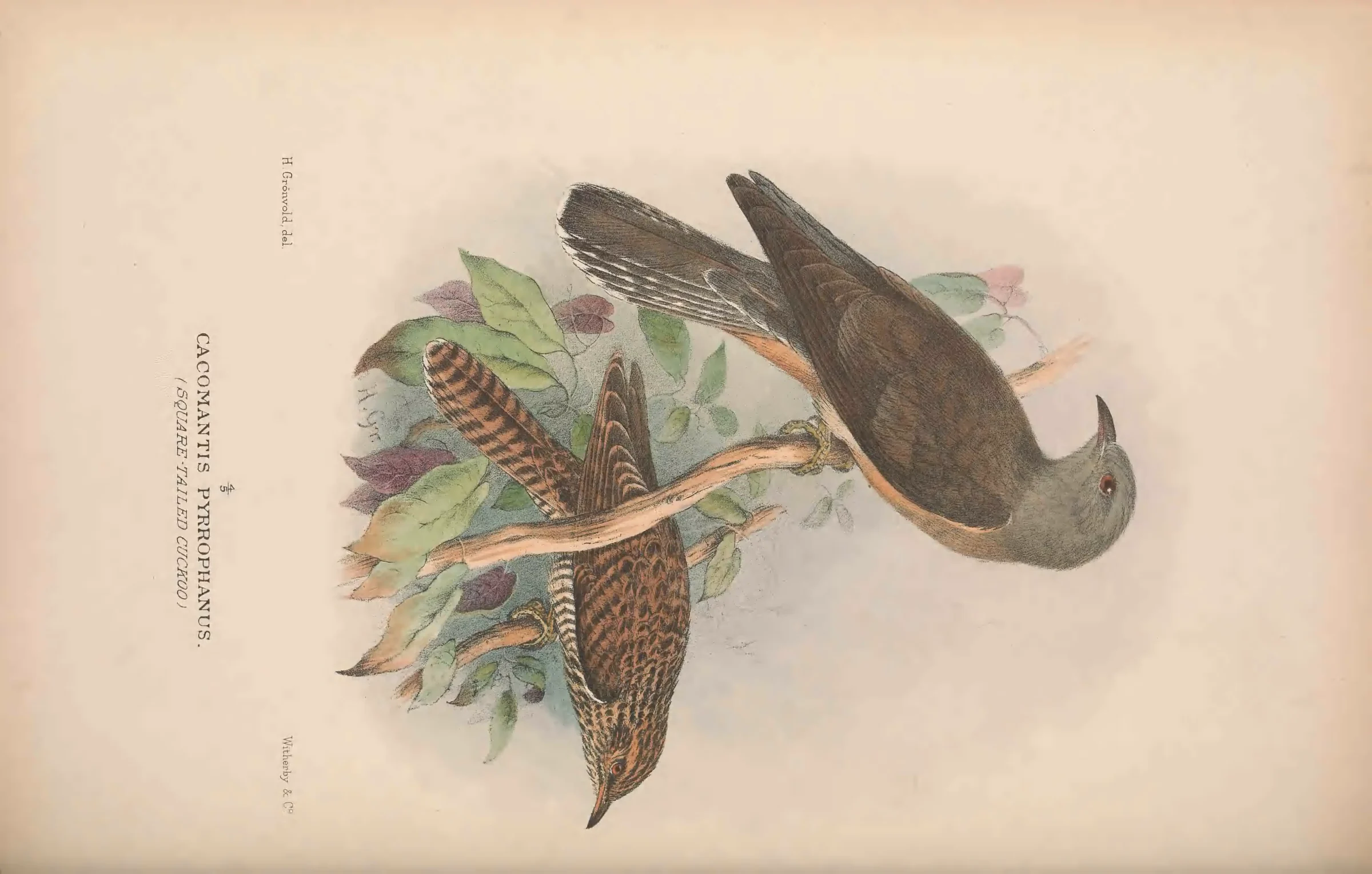 Historical bird plate: Fan-tailed Cuckoo