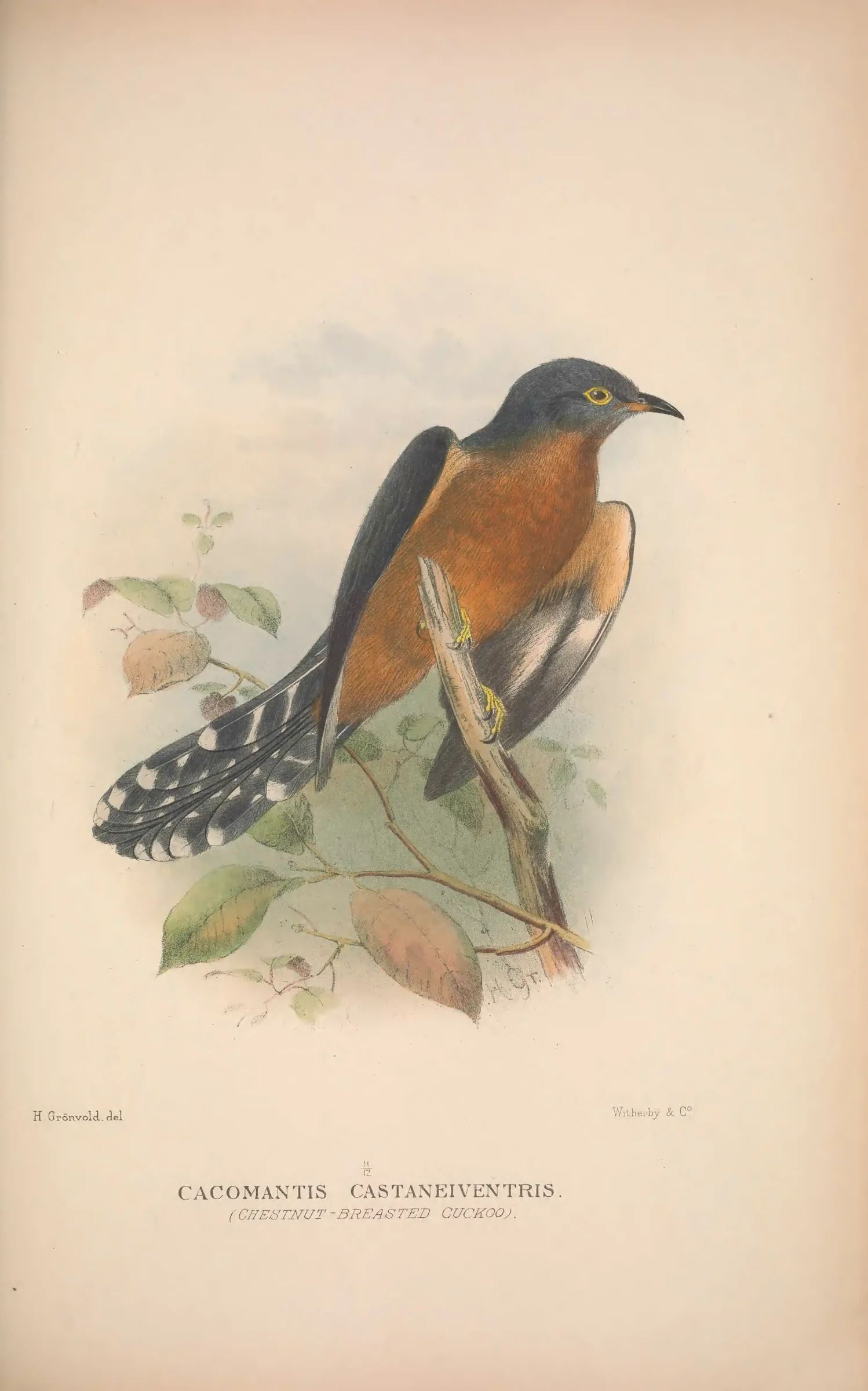 Historical bird plate: Identification needs research