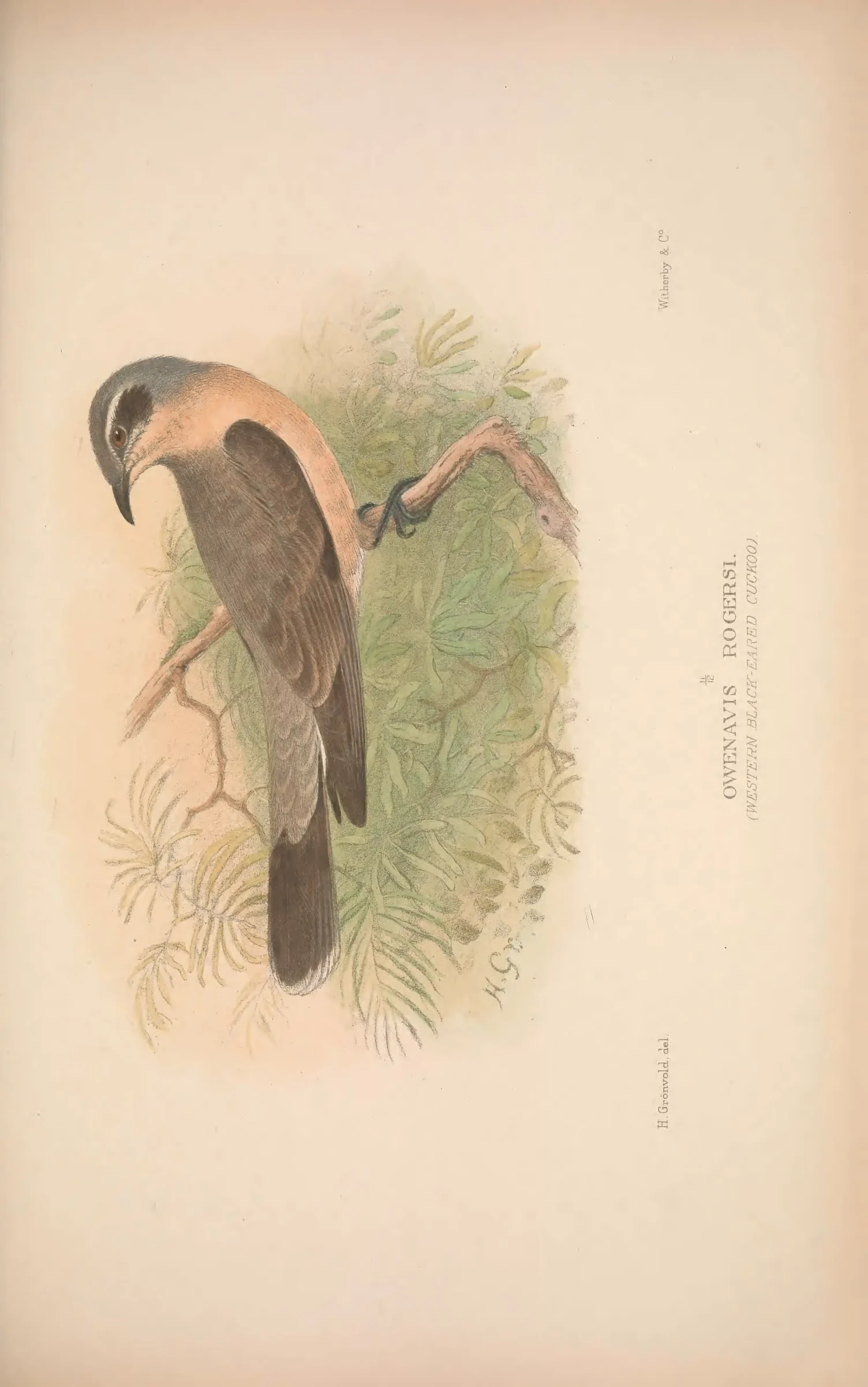 Historical bird plate: Identification needs research