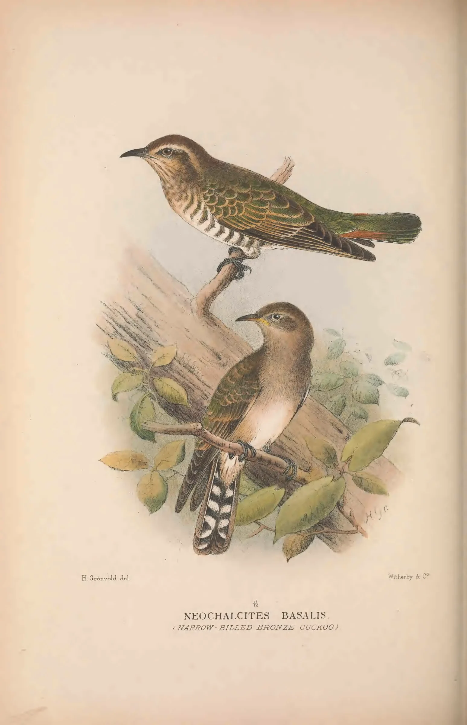 Historical bird plate: Identification needs research