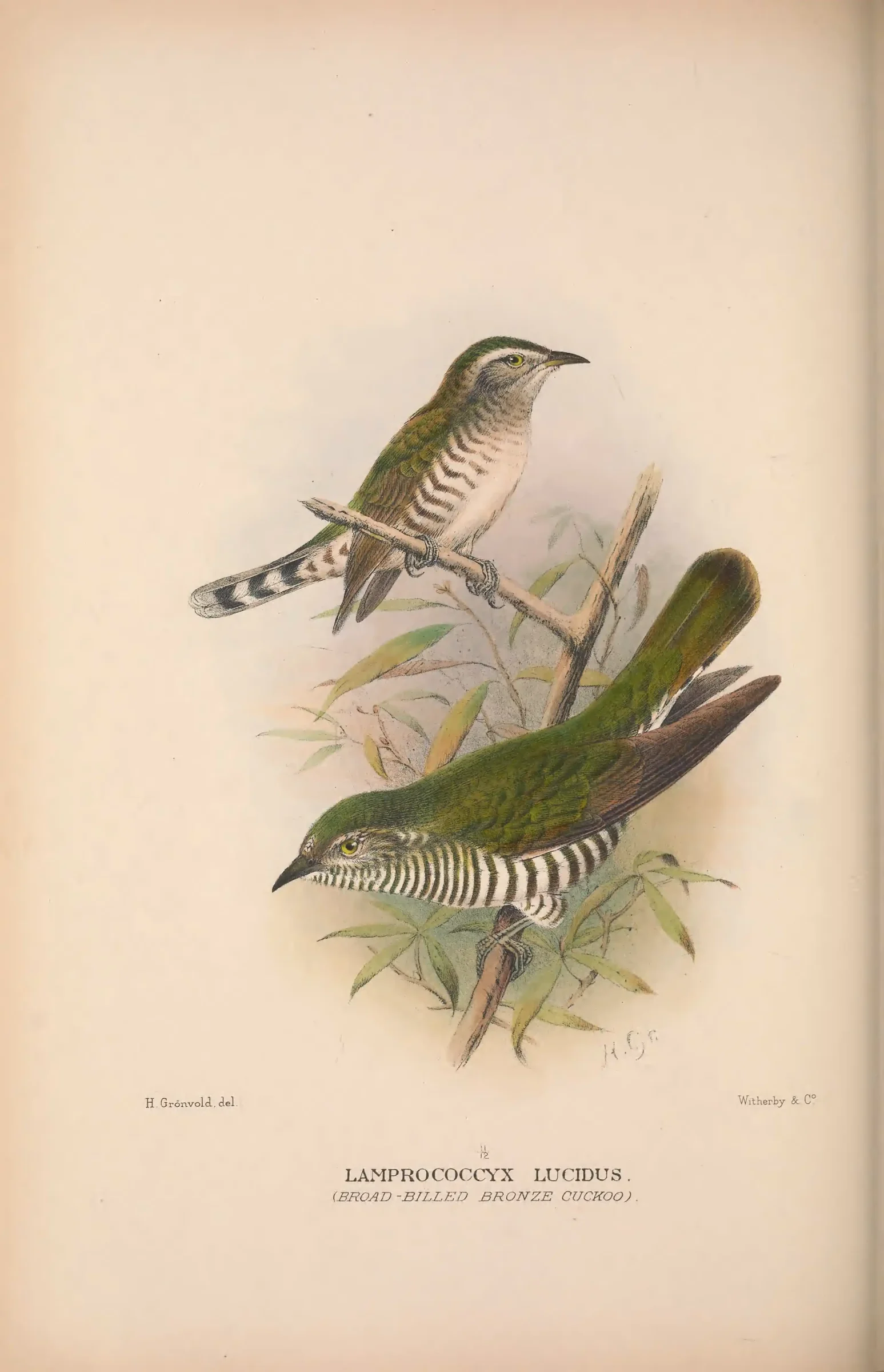 Historical bird plate: Identification needs research
