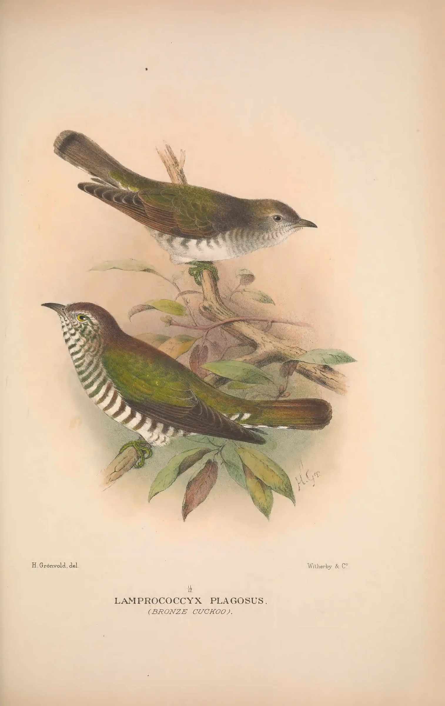 Historical bird plate: Identification needs research