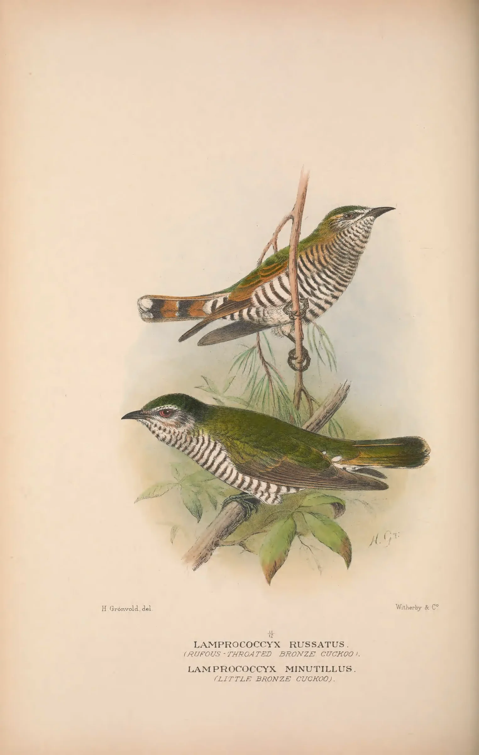 Historical bird plate: Identification needs research