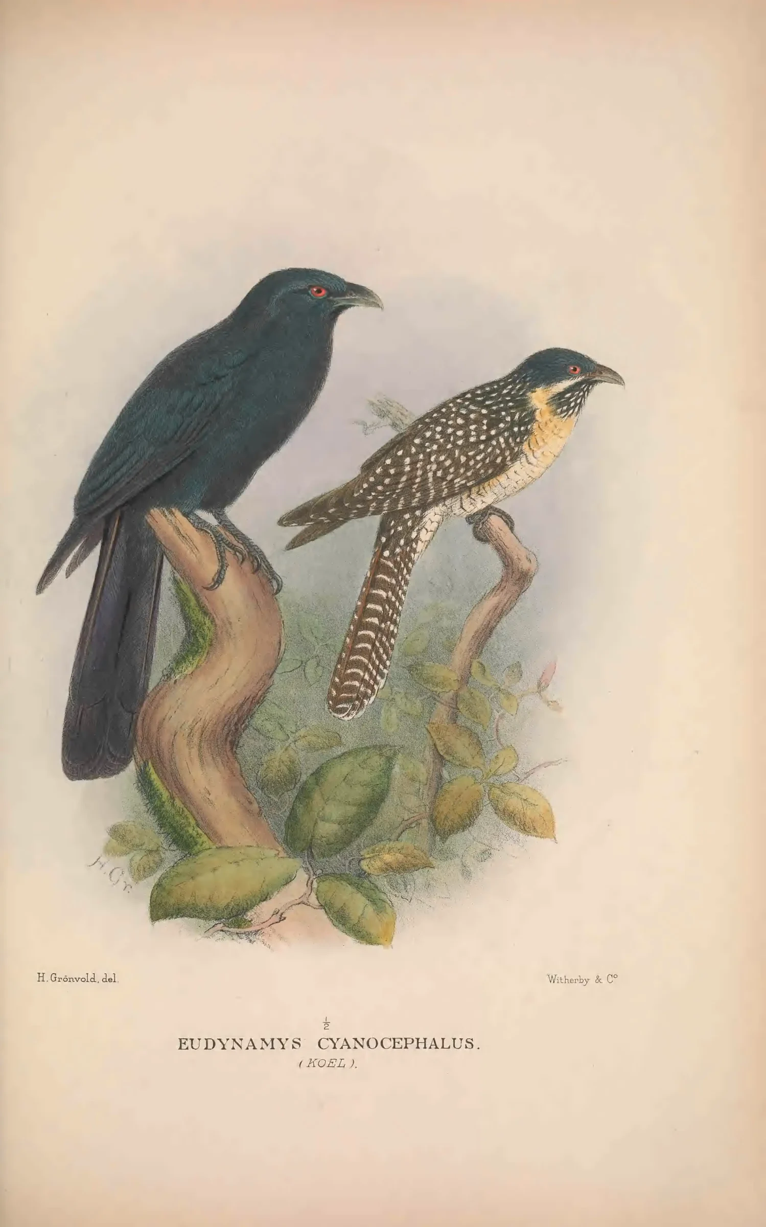 Historical bird plate: Asian Koel