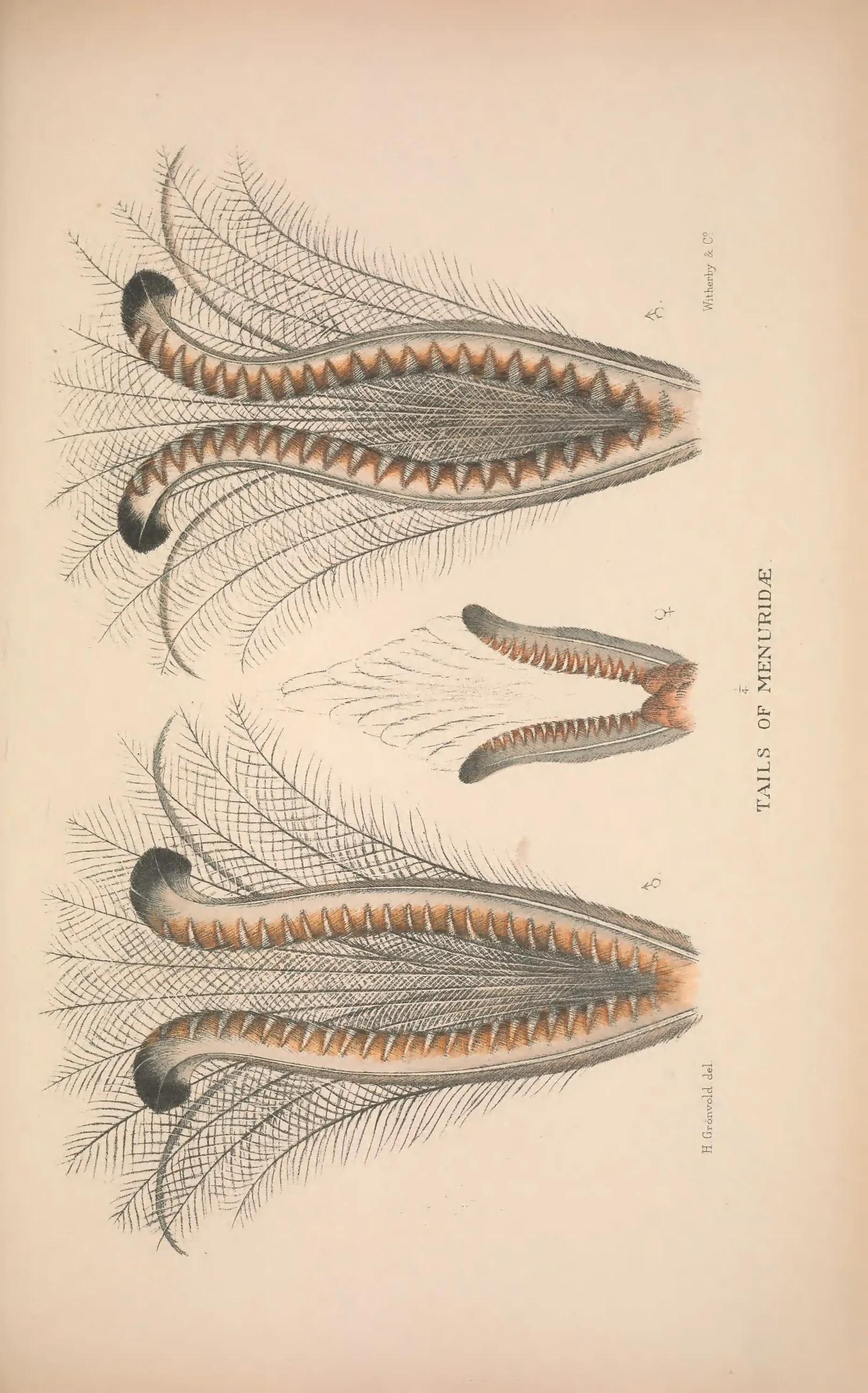 Historical bird plate: Identification needs research