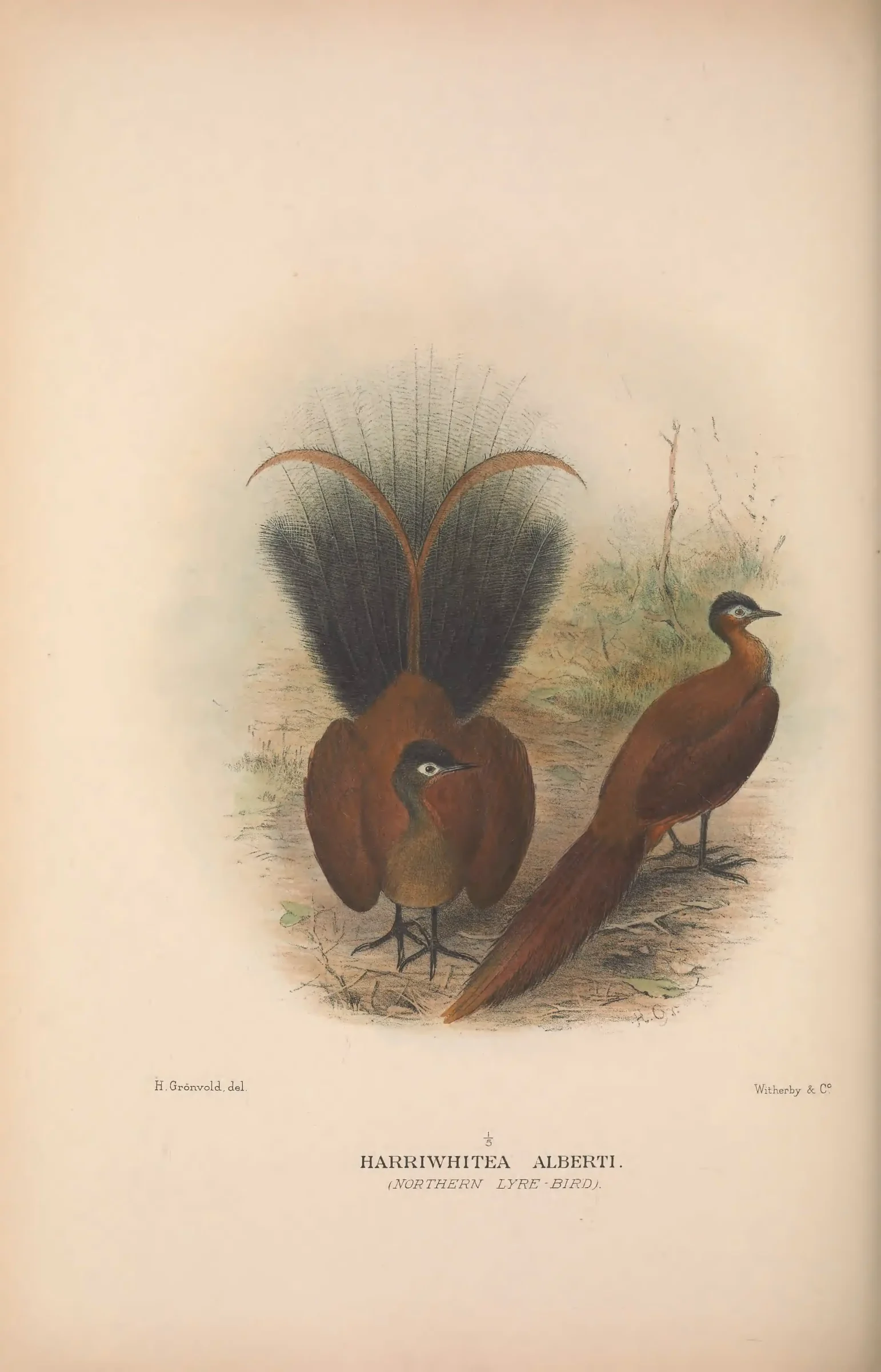 Historical bird plate: Magnificent Riflebird