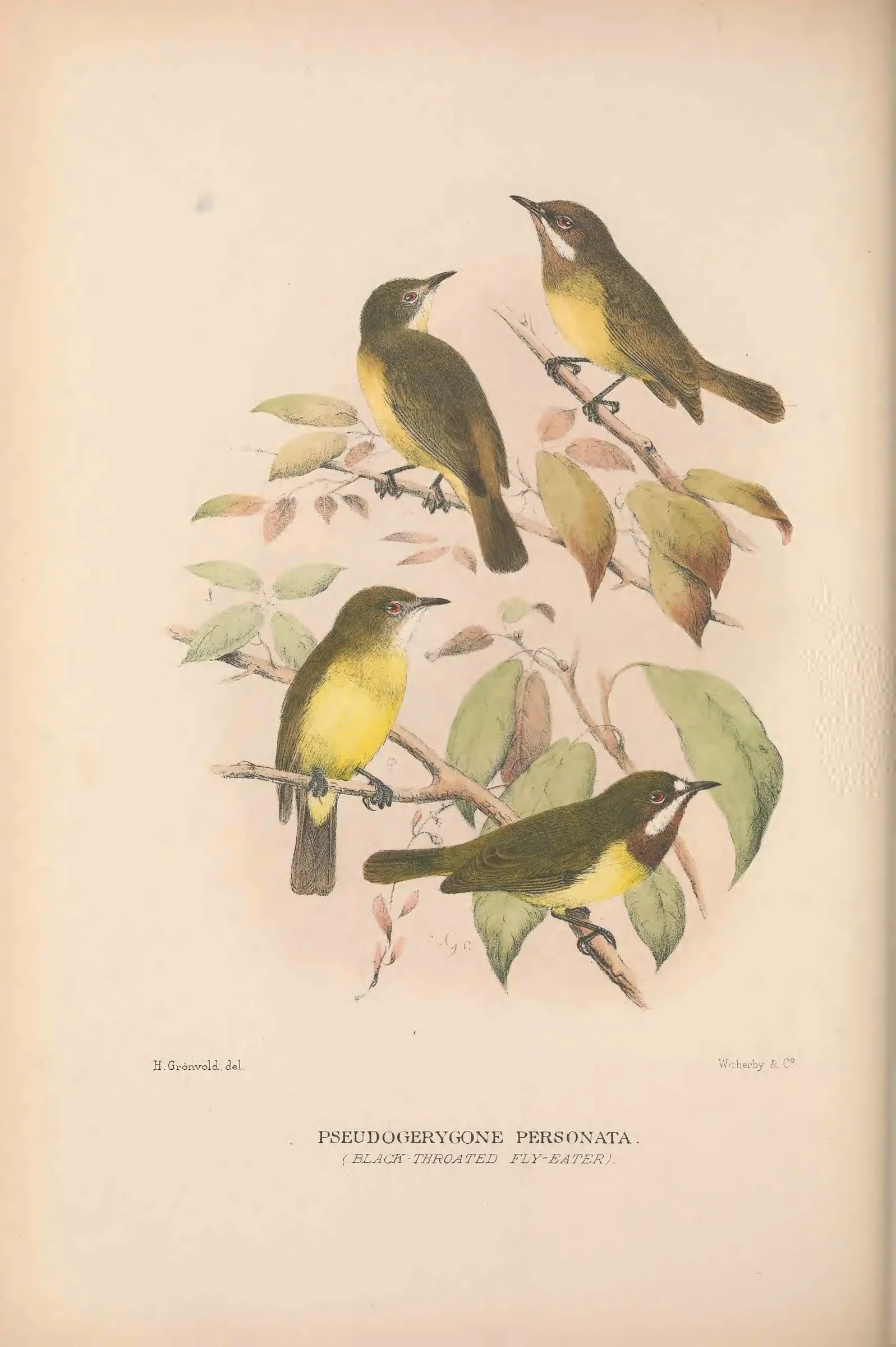 Historical bird plate: Identification needs research