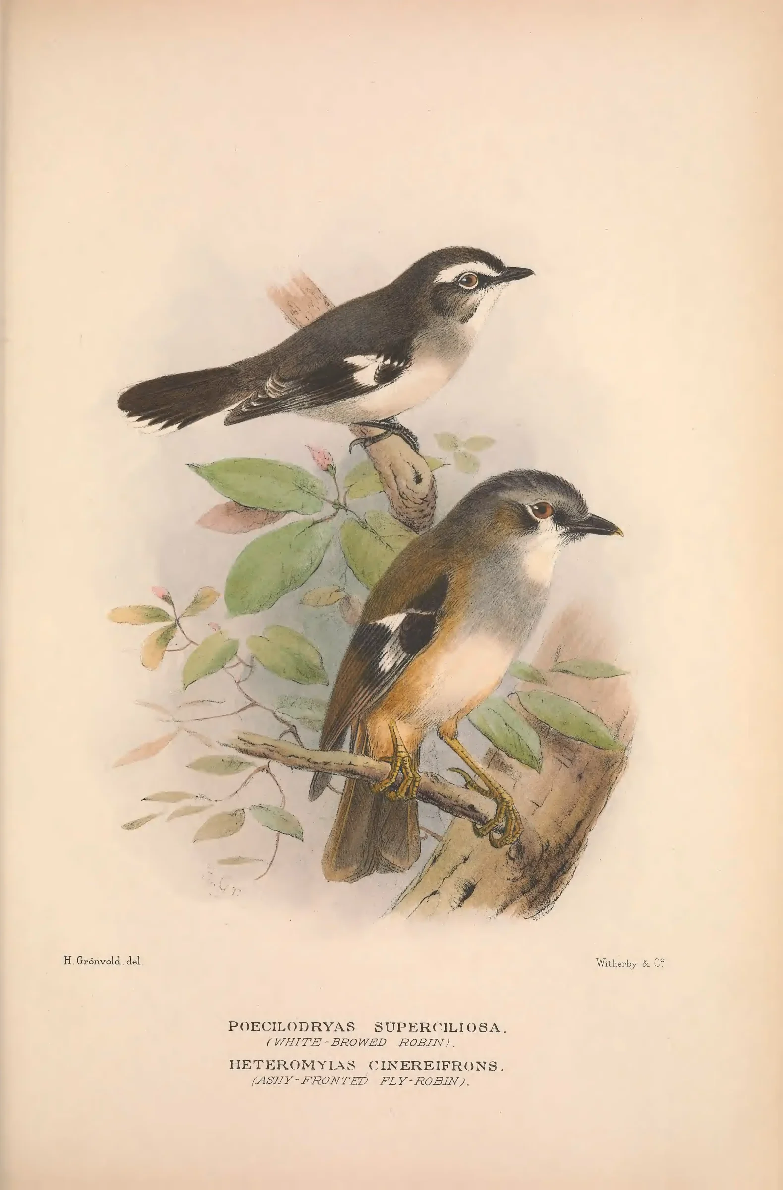 Historical bird plate: Identification needs research